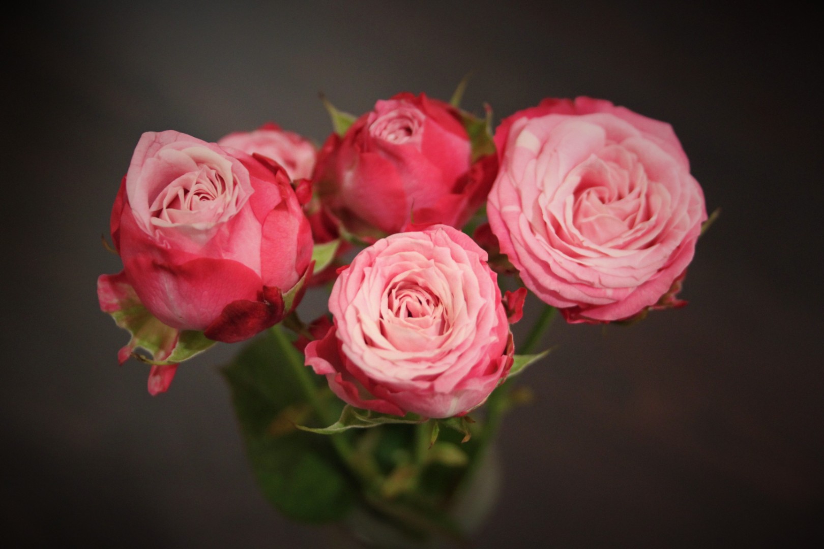 Кустовая роза леди Бомбастик