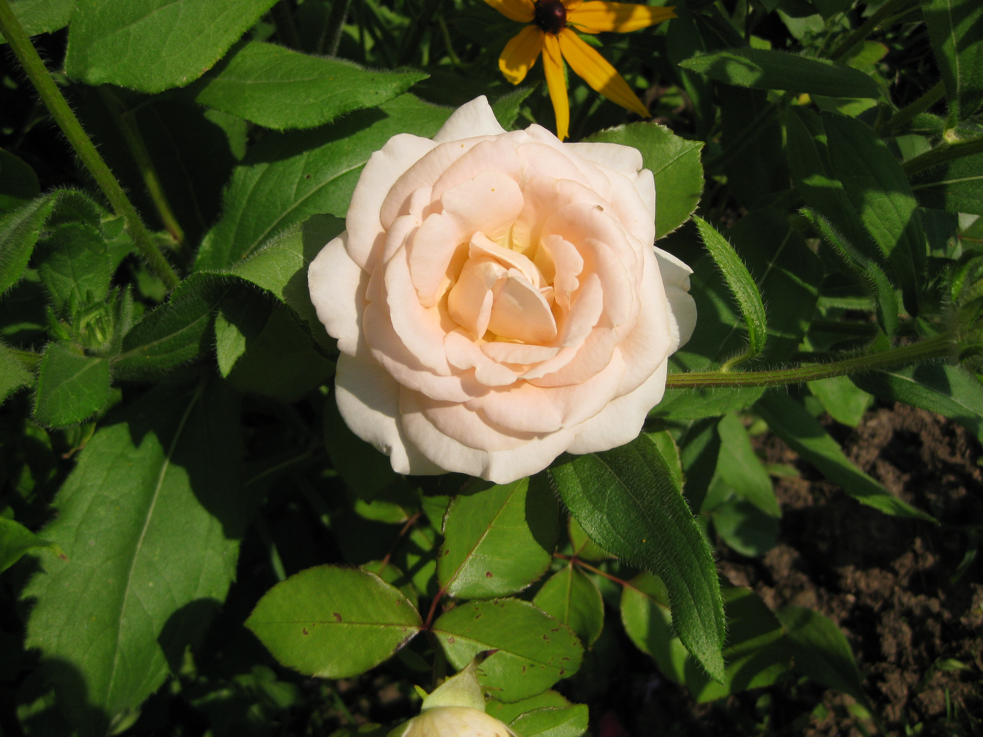 Чеховский сад розы