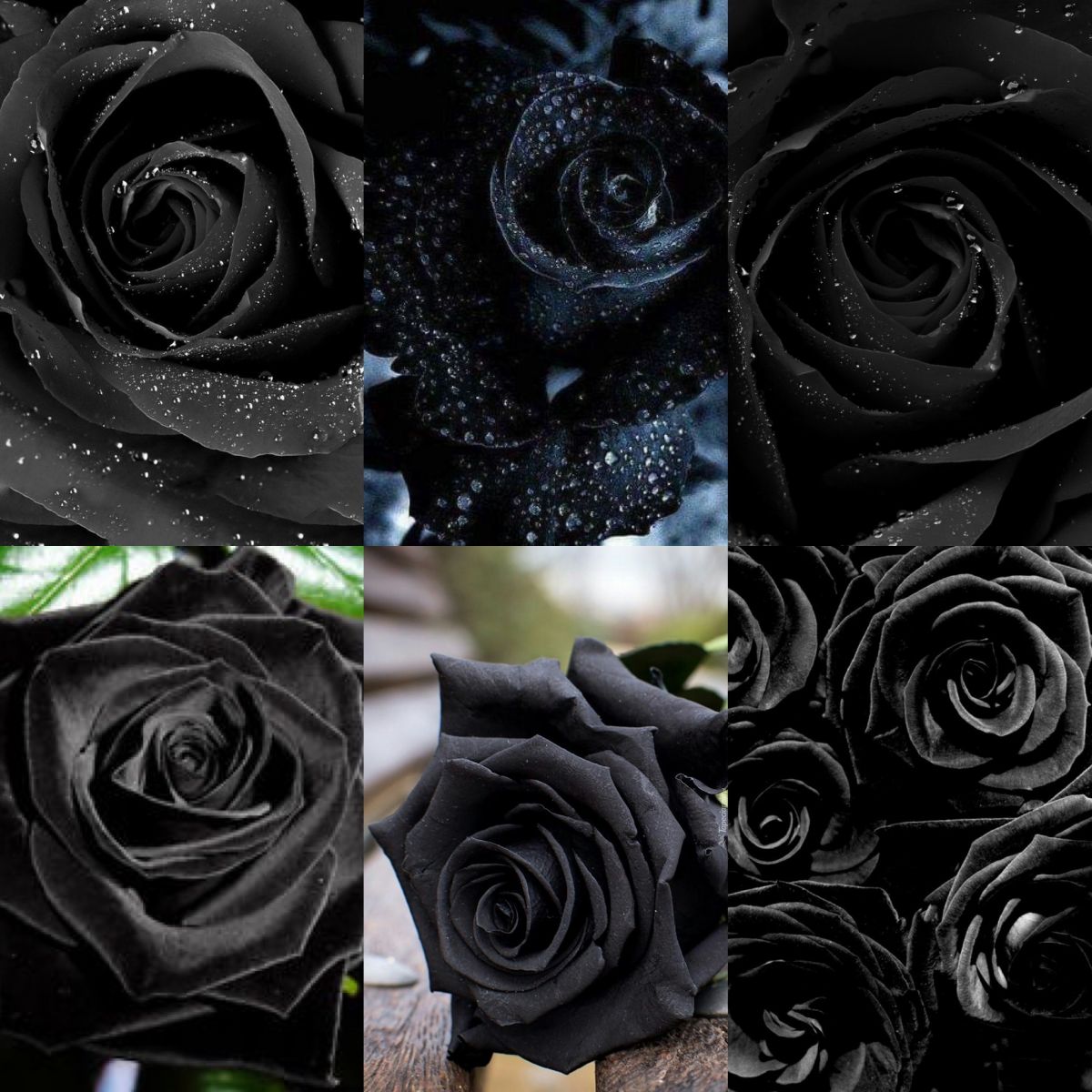 Где купить черные розы. Черные розы Халфети. Черные розы из Халфети.