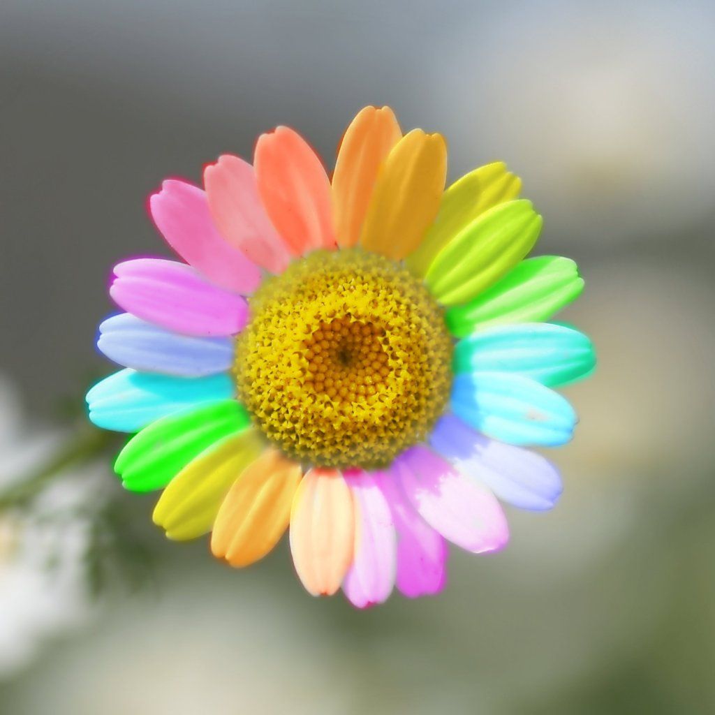 Радужный цветочек