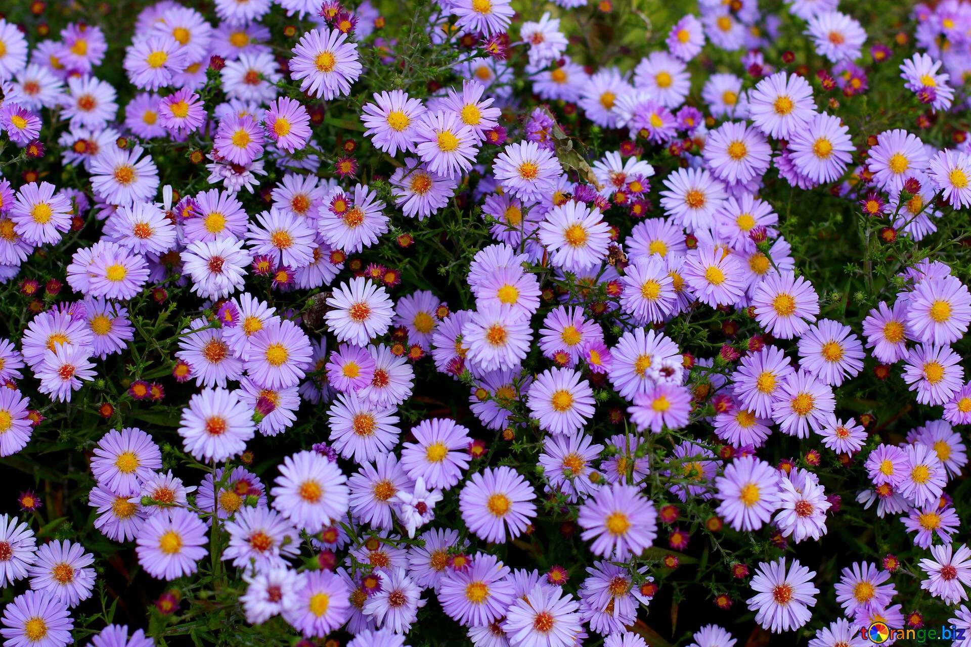 многолетние цветы октябринки фото