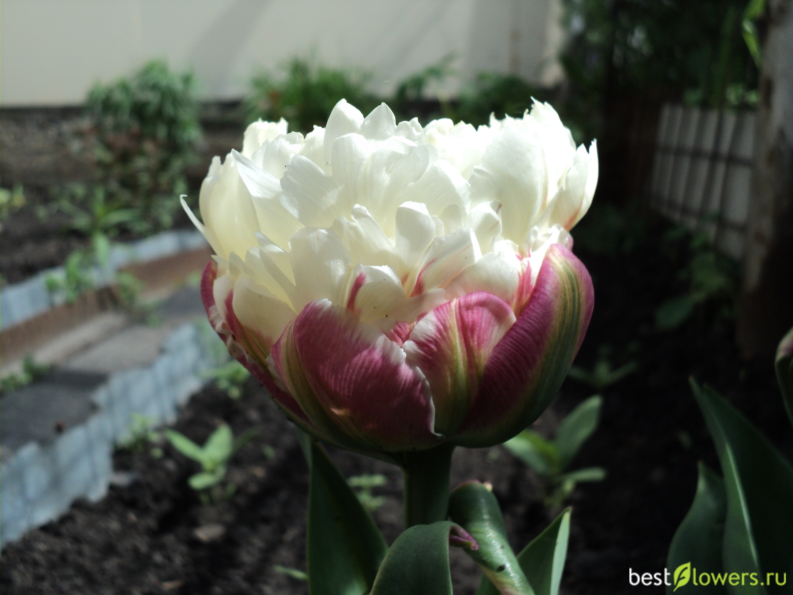 Пломбирный тюльпан черно белое