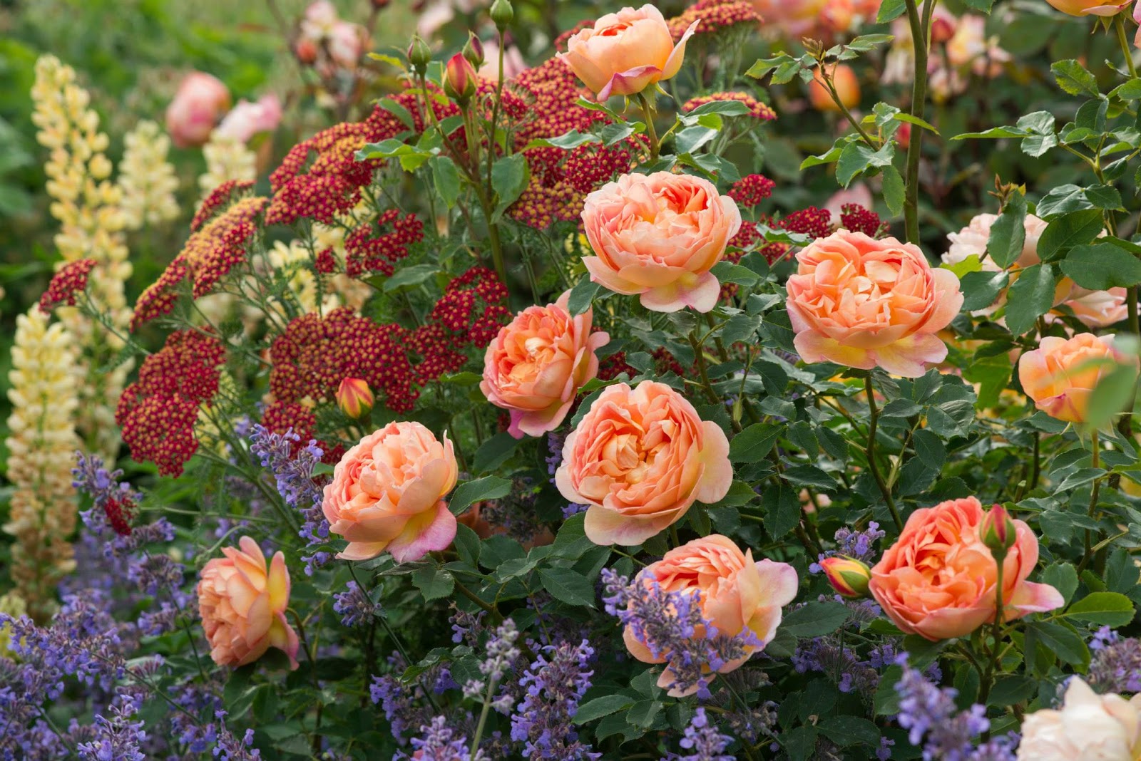 Сорта садовых роз с фото и названиями для средней полосы россии