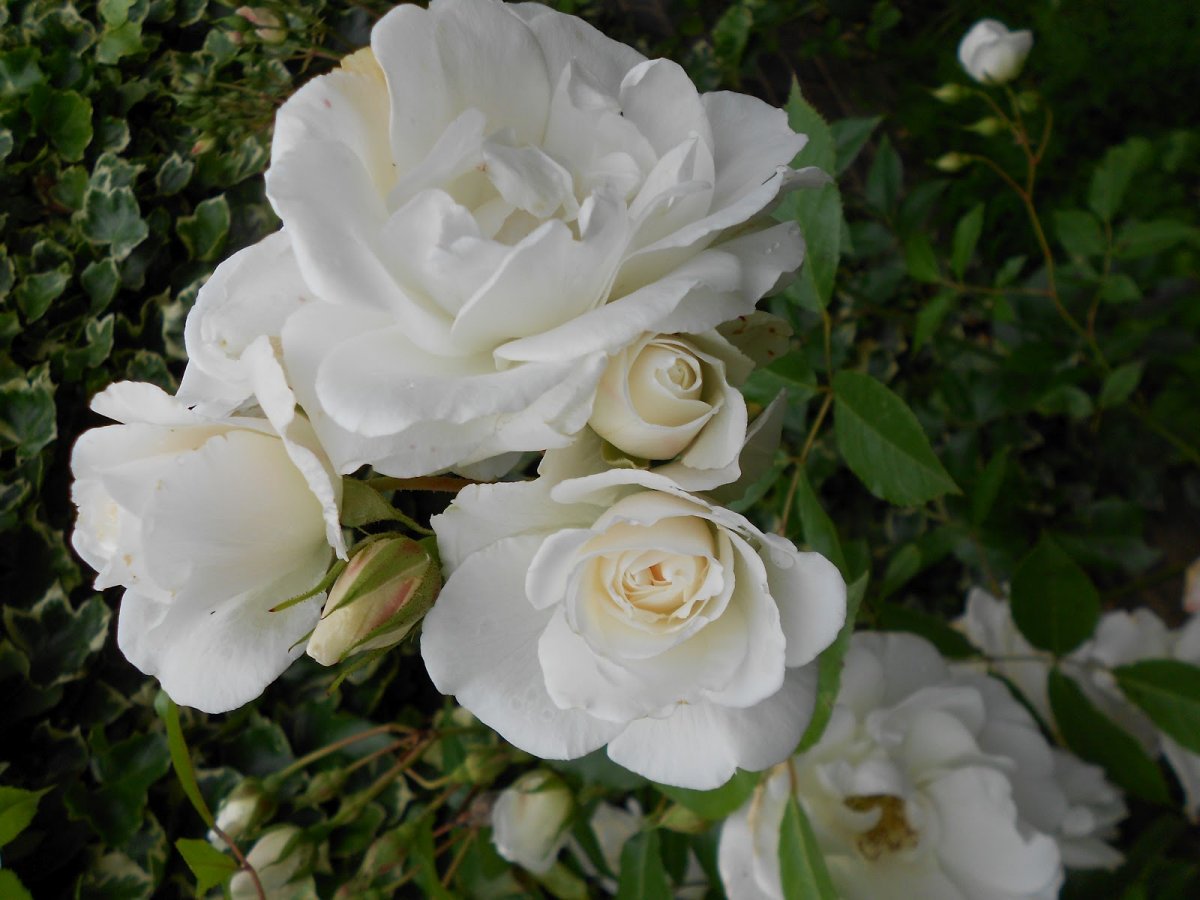 Роза флорибунда сорт шнеевитхен фото и описание