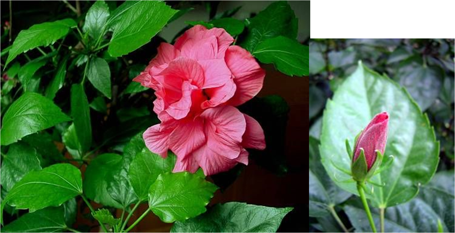 Гибискус розово синенс. Цветы гибискус изменчивый. Родовое название китайской розы 8 букв