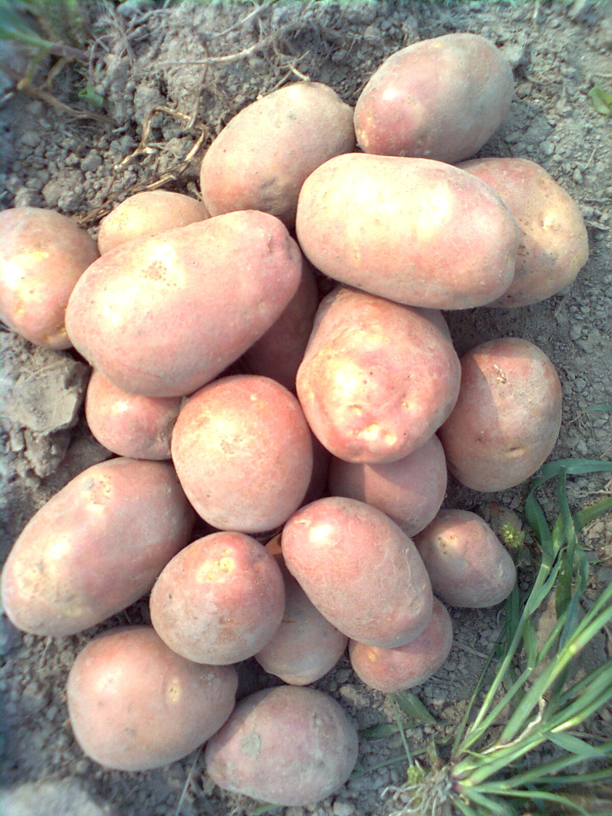 Сорта розовой картошки. Сорт картофеля Беллароза. Ред Скарлет, Беллароза:. Сорт картошки Беллароза.