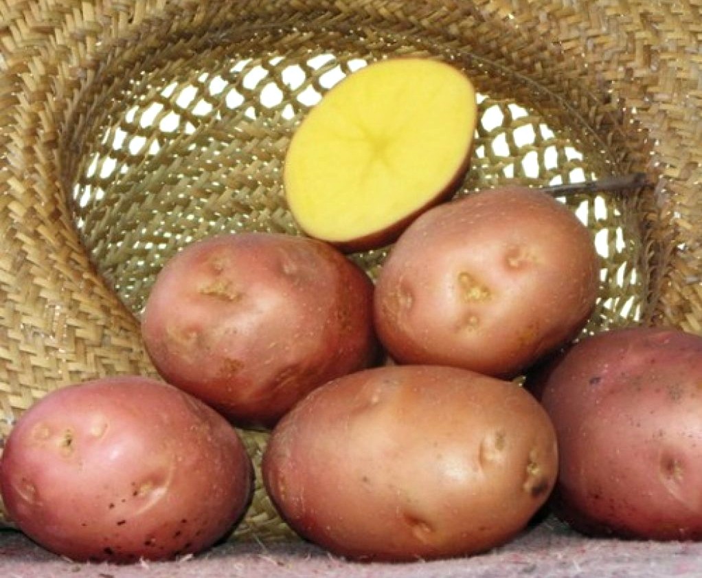 Сорта розовой картошки. Картофель семенной Беллароза. Сорт картофеля Беллароза. Картофель семенной Беллароза элита.