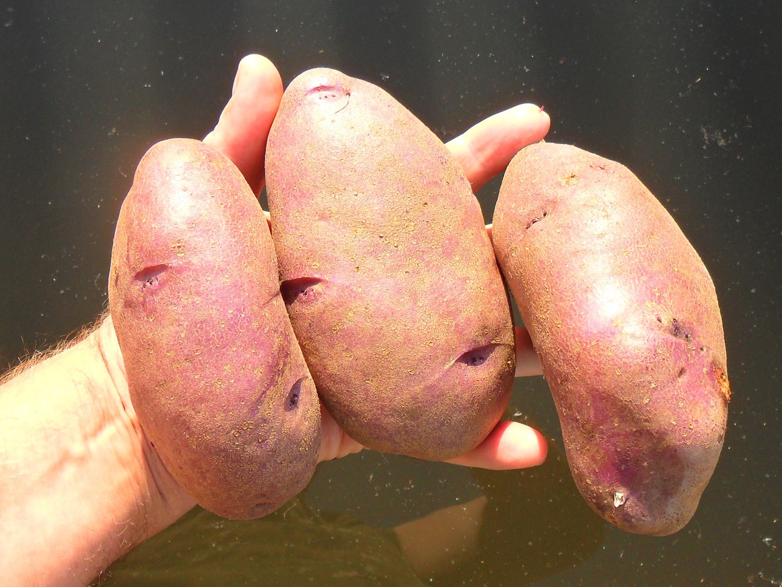 Сорт картофеля Кубинка