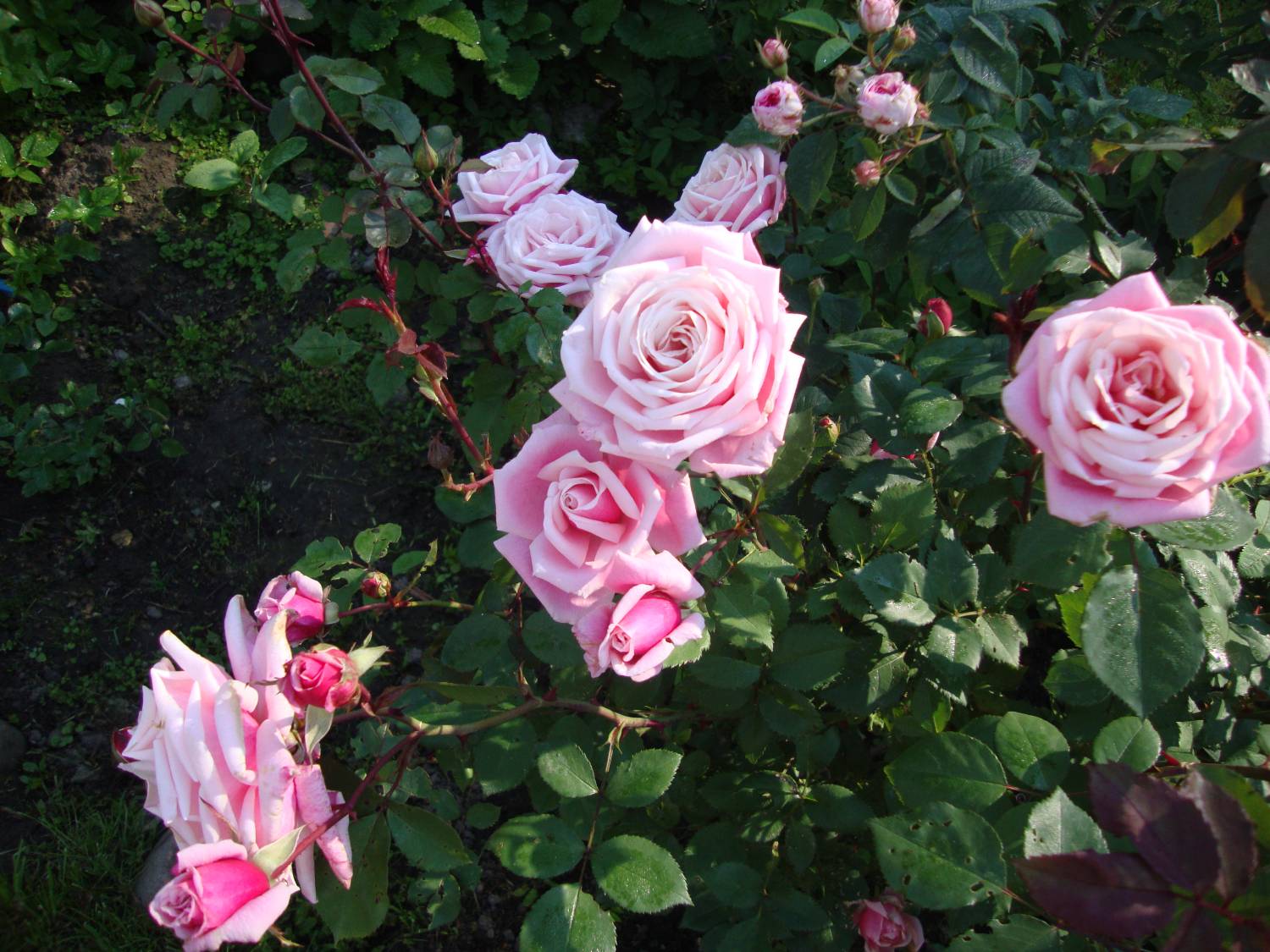 Роза моргенгрус фото и описание
