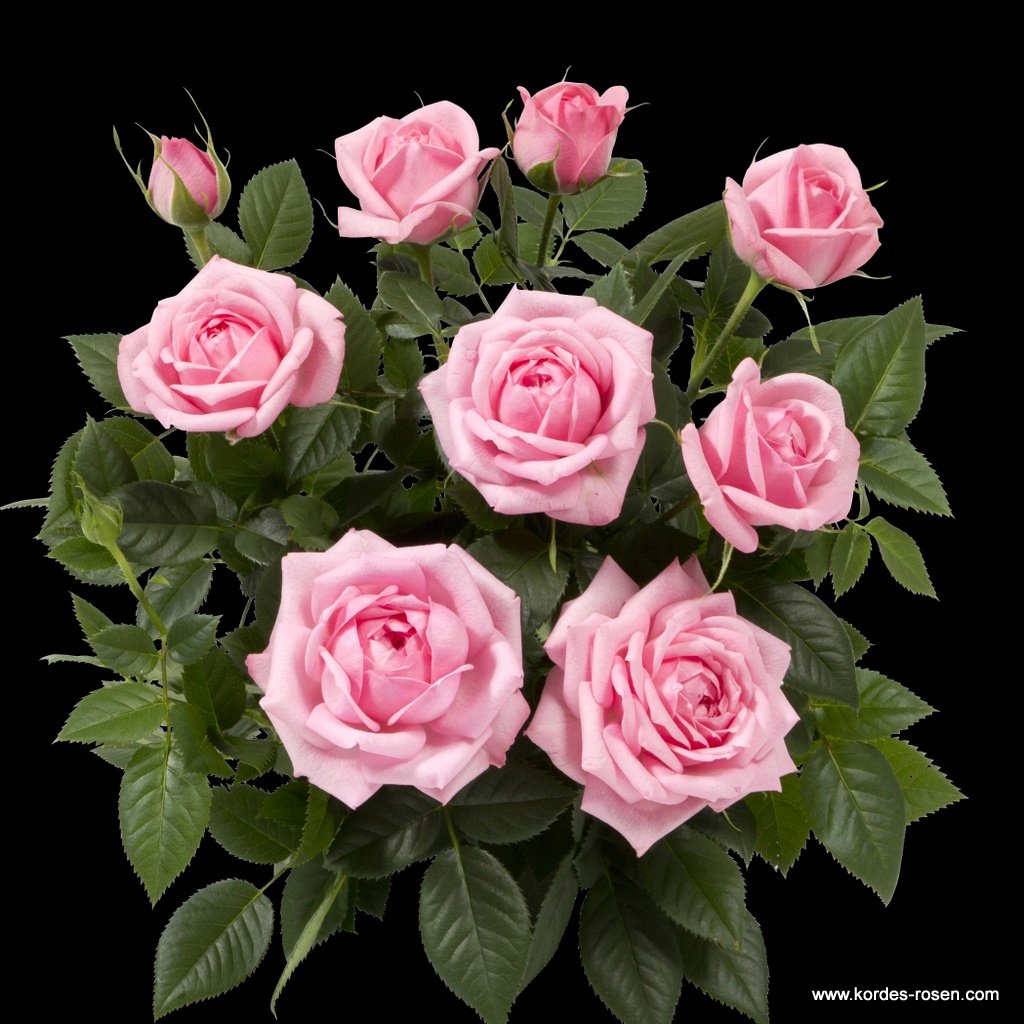 Розы Кордана сорта Kordana