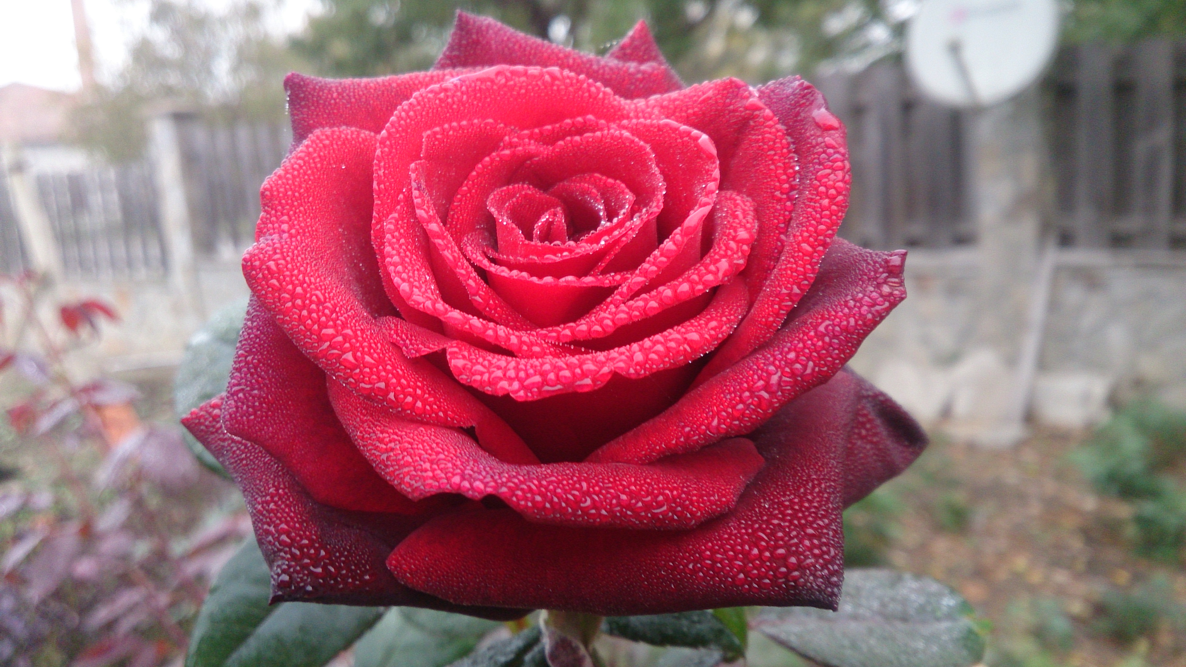 Цвет красный болгарской розы