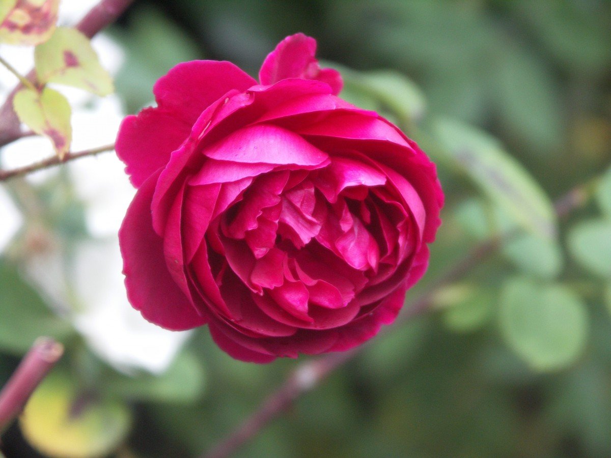 Бурбонская роза