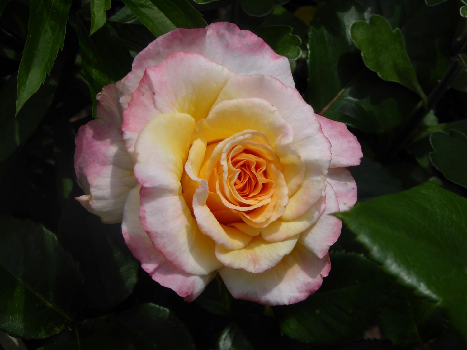 Роза чайно-гибридная Aquarell