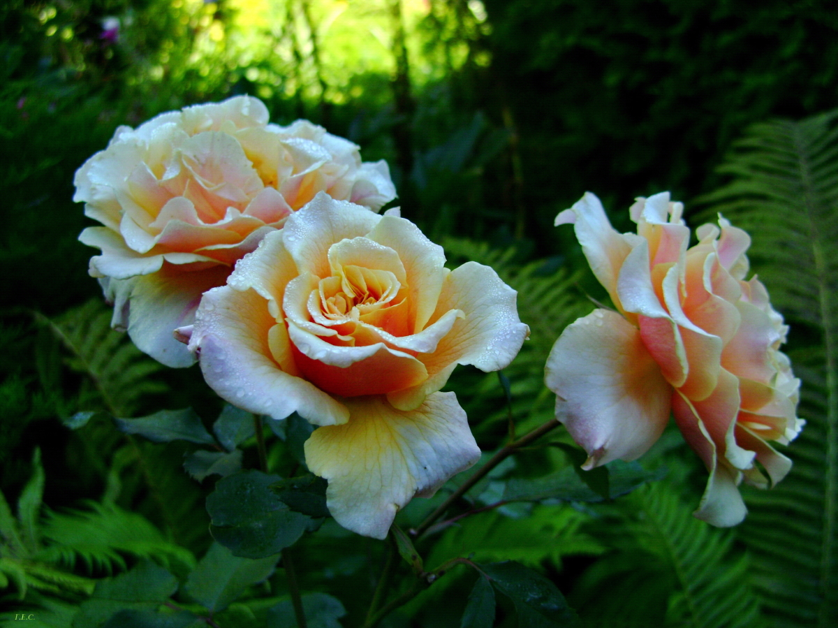 Карамелла Caramella роза