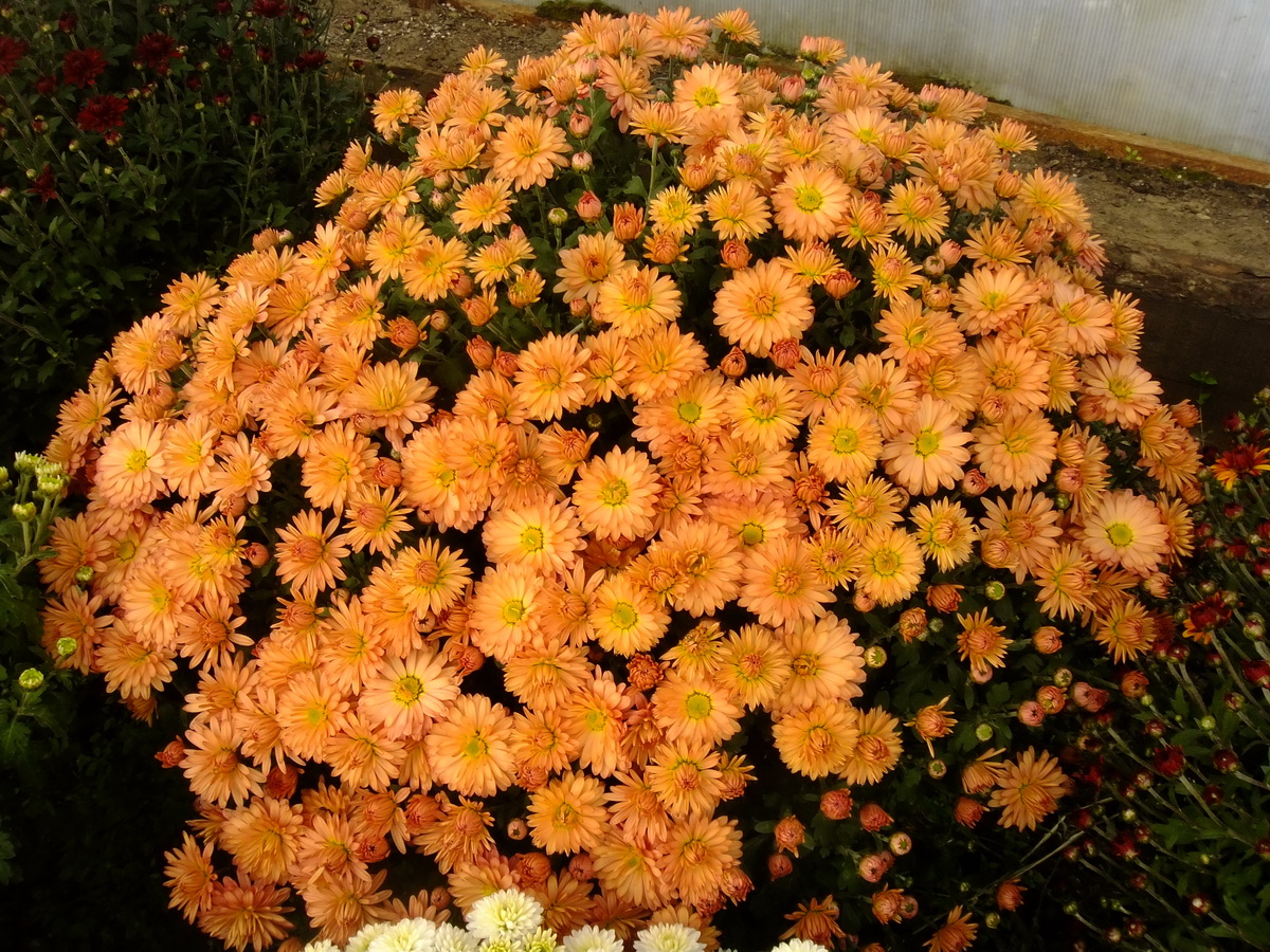 виды хризантемы мультифлора с фото