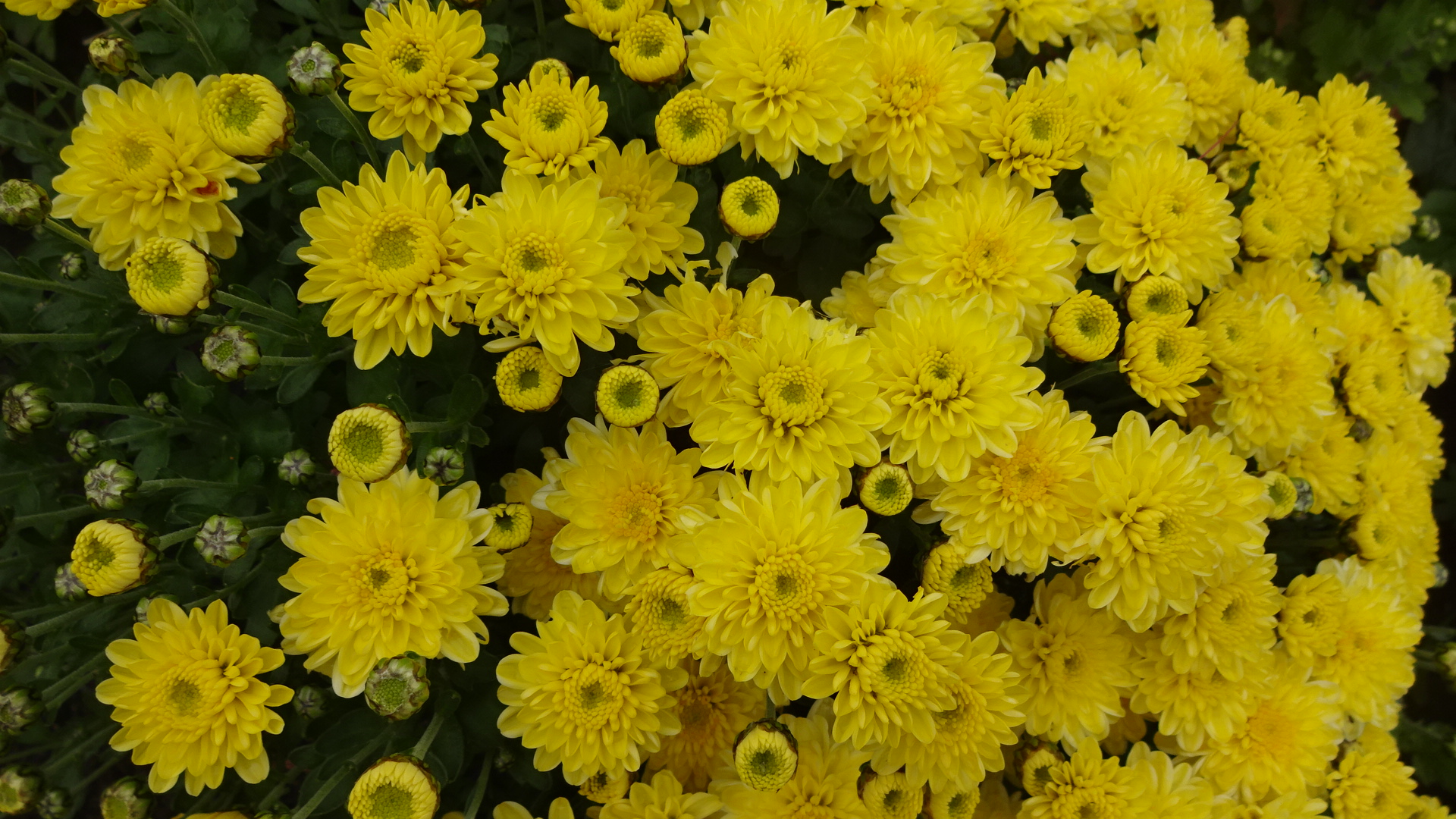 Хризантема мультифлора желтая