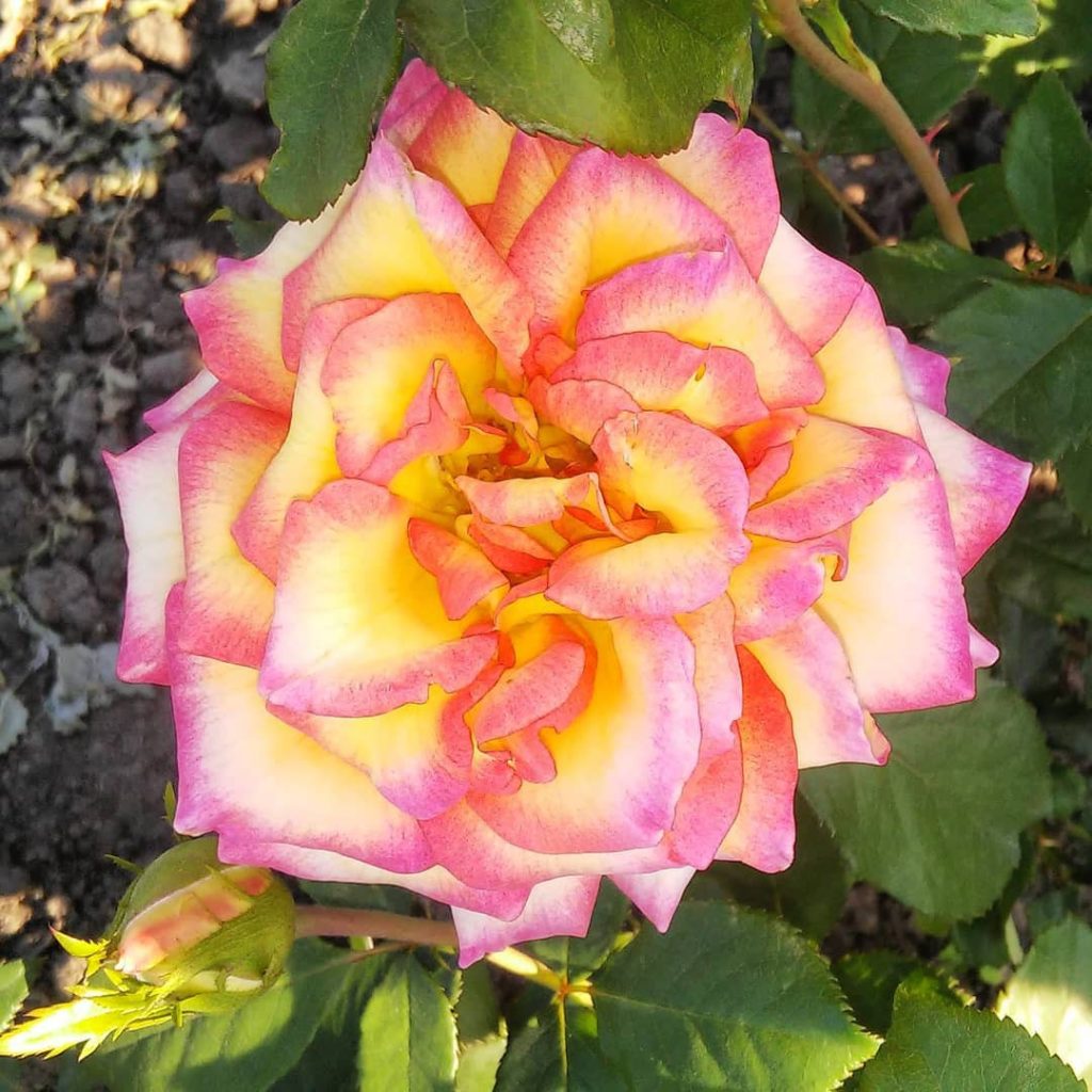 Роза серпантин фото и описание