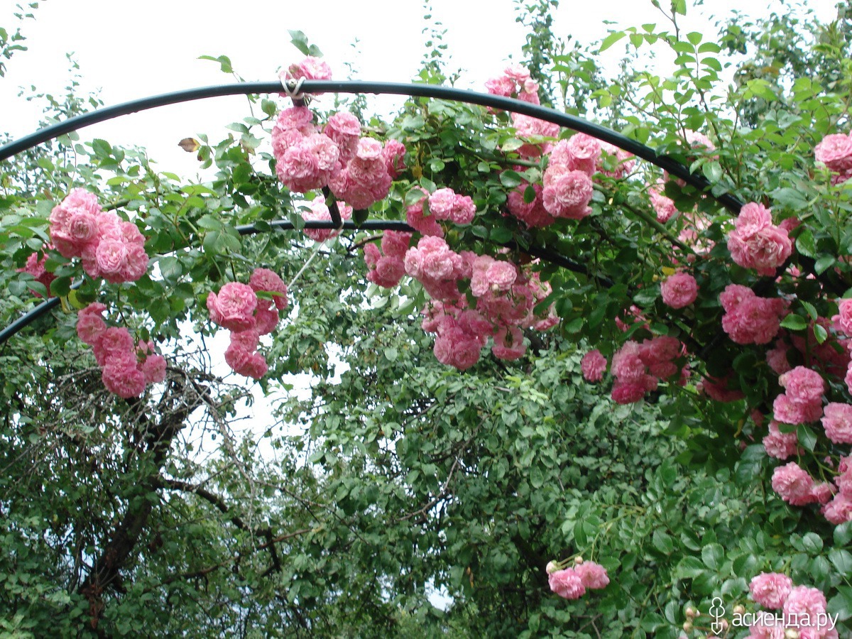 Дороти перкинс роза фото и описание