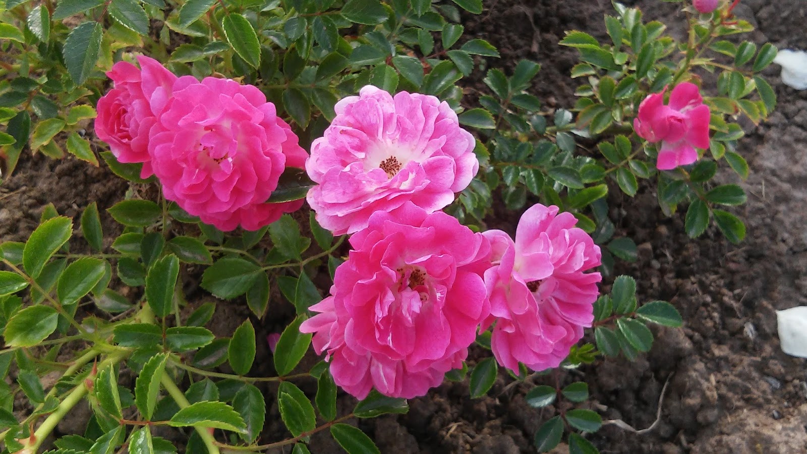 Дороти перкинс роза фото и описание