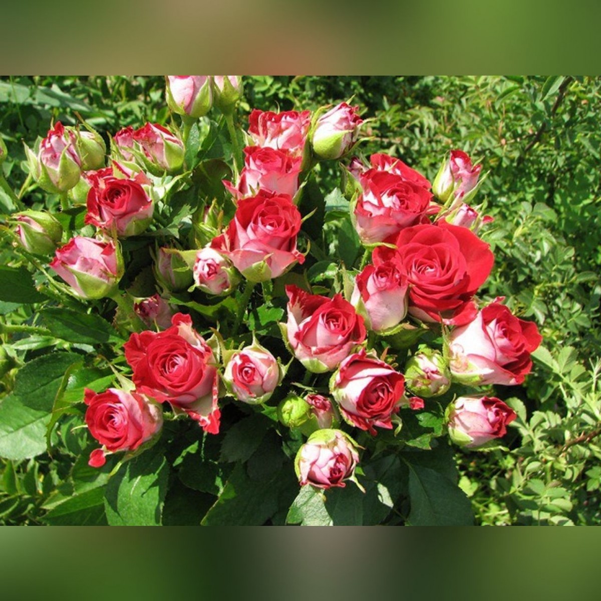 Розы спрей сорта фото описание зимостойкость