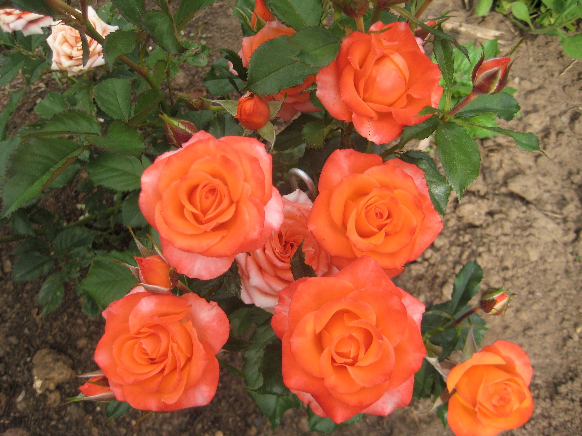 Бордюрные розы сорта фото с названиями и описанием