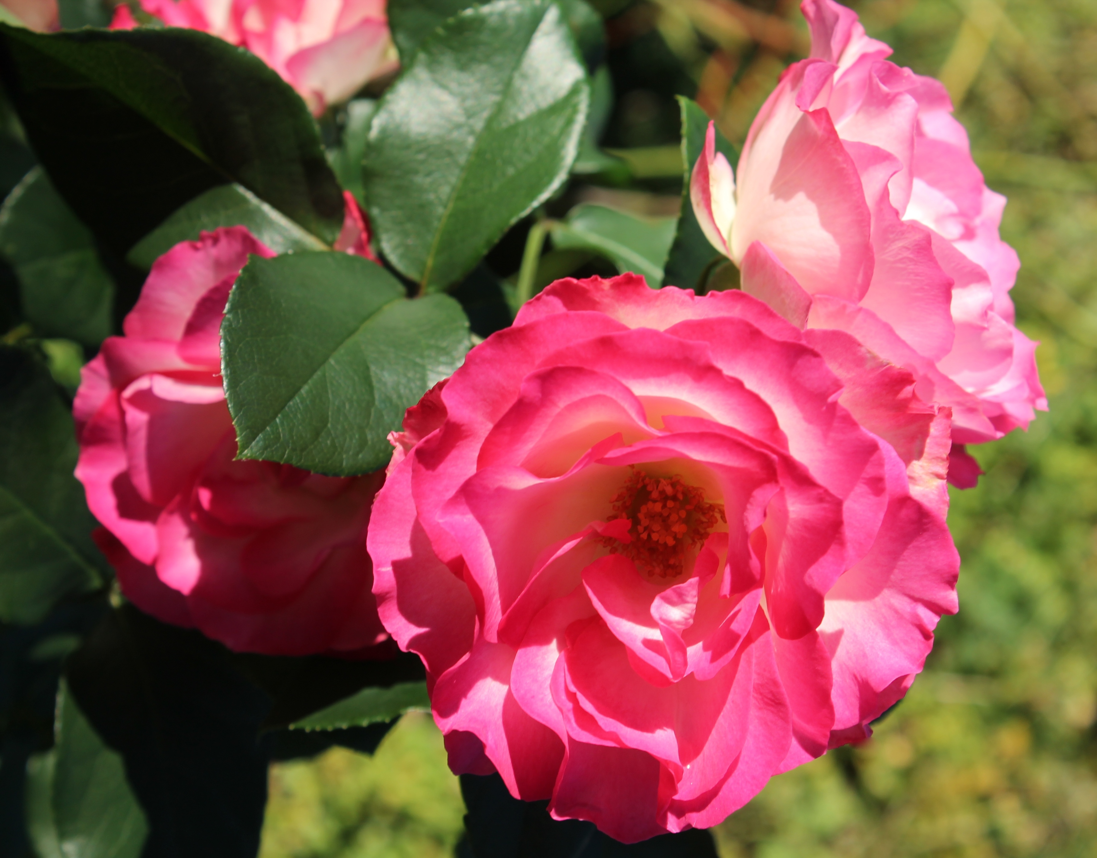 Роза парковая канадская сорта с фото и названиями