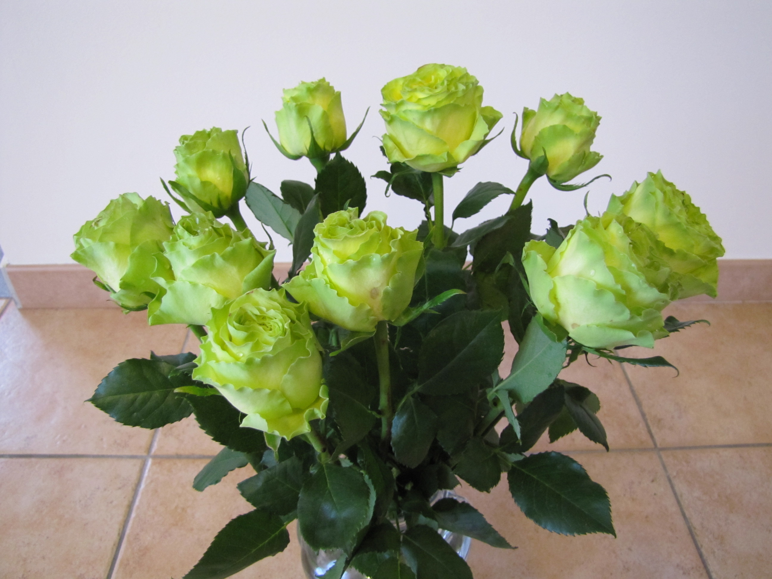 Зеленая роза Уимблдон