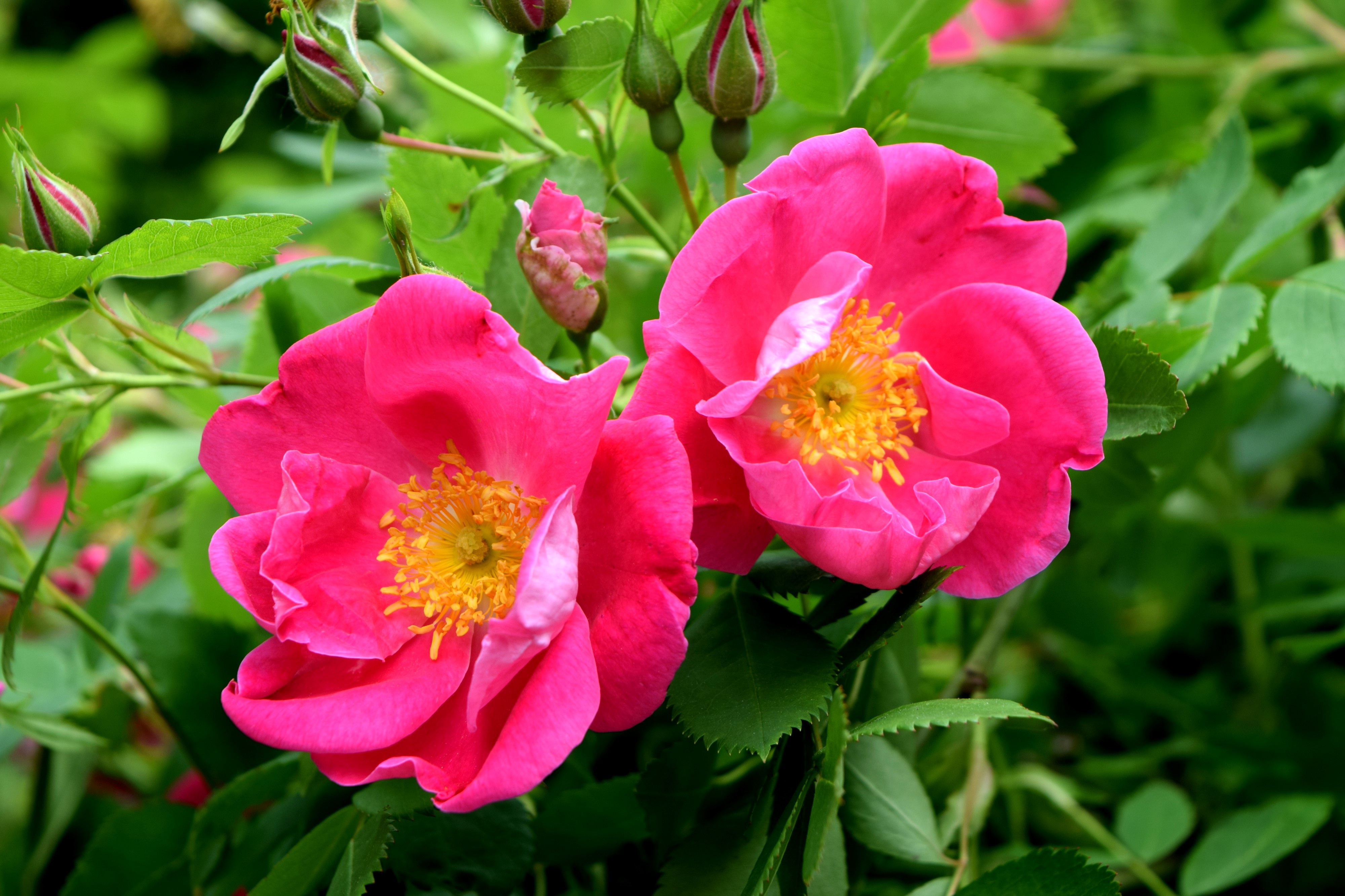 Канадские розы сорта с фото