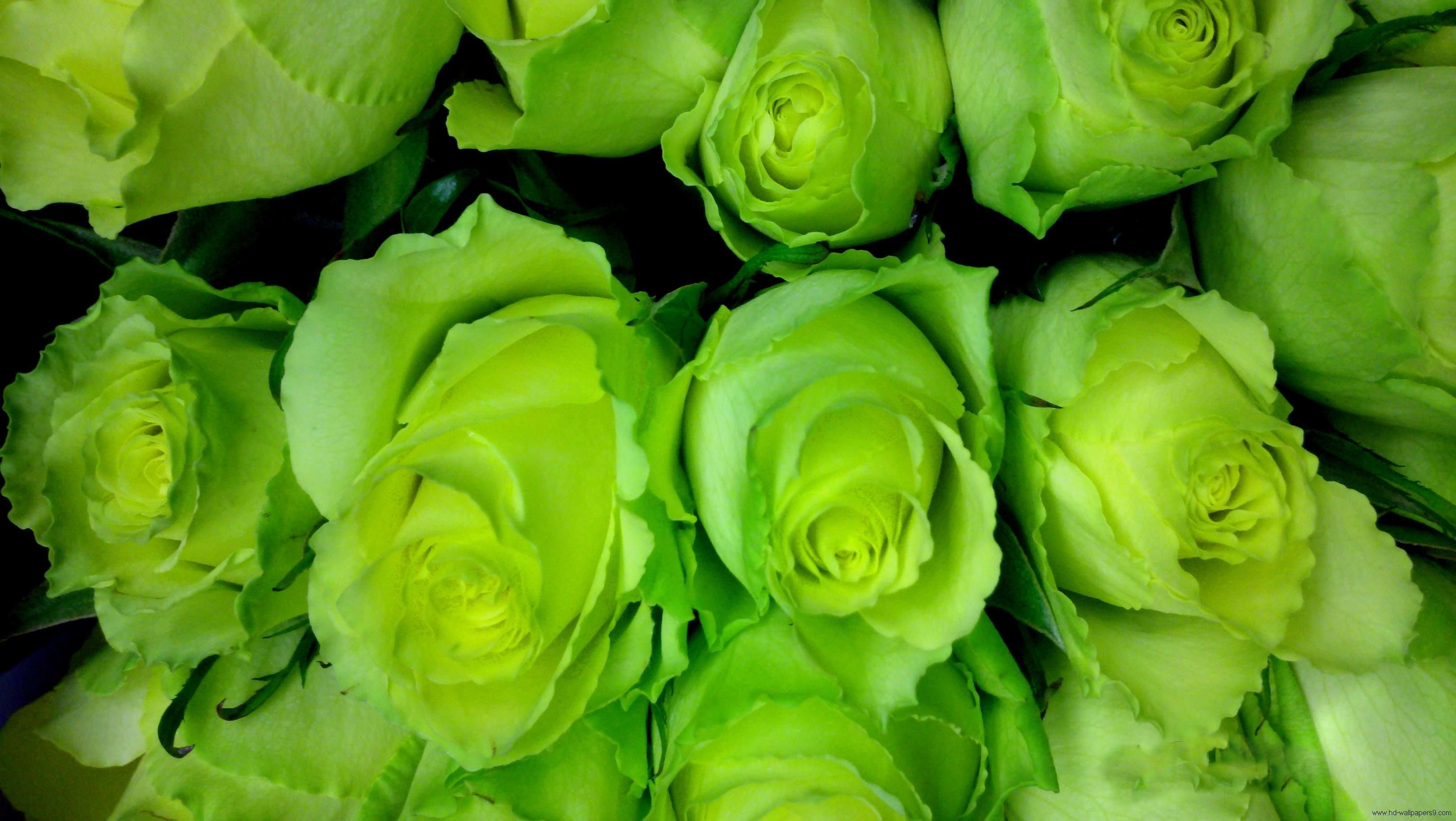 Розы зеленого цвета сорта (75 фото) .
