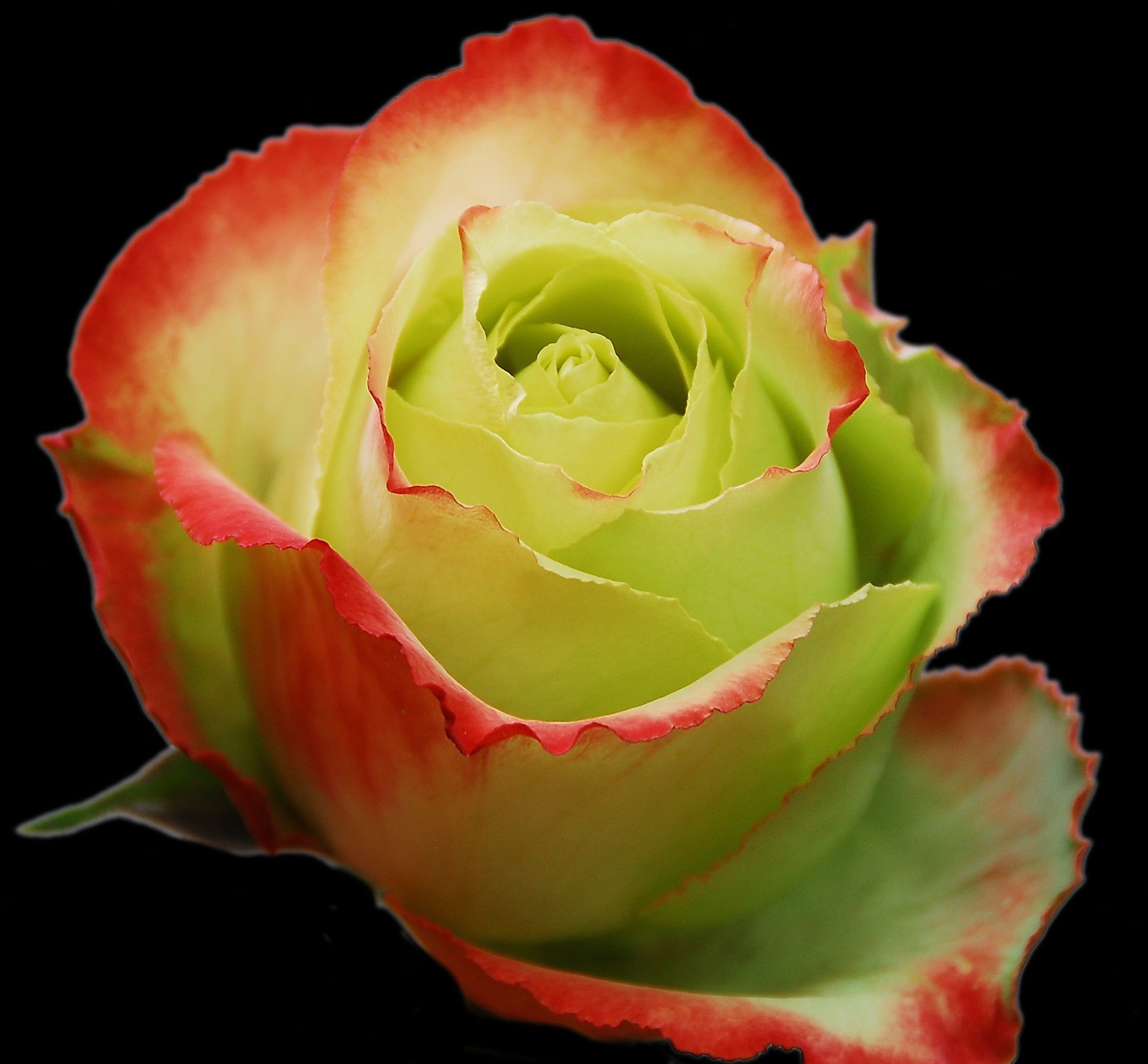 Зеленая роза фото и описание
