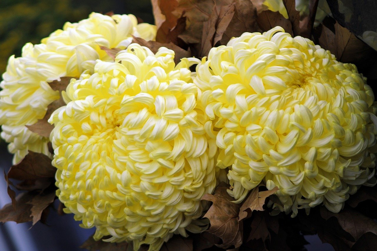 Хризантема голландия сорта с фото и названиями
