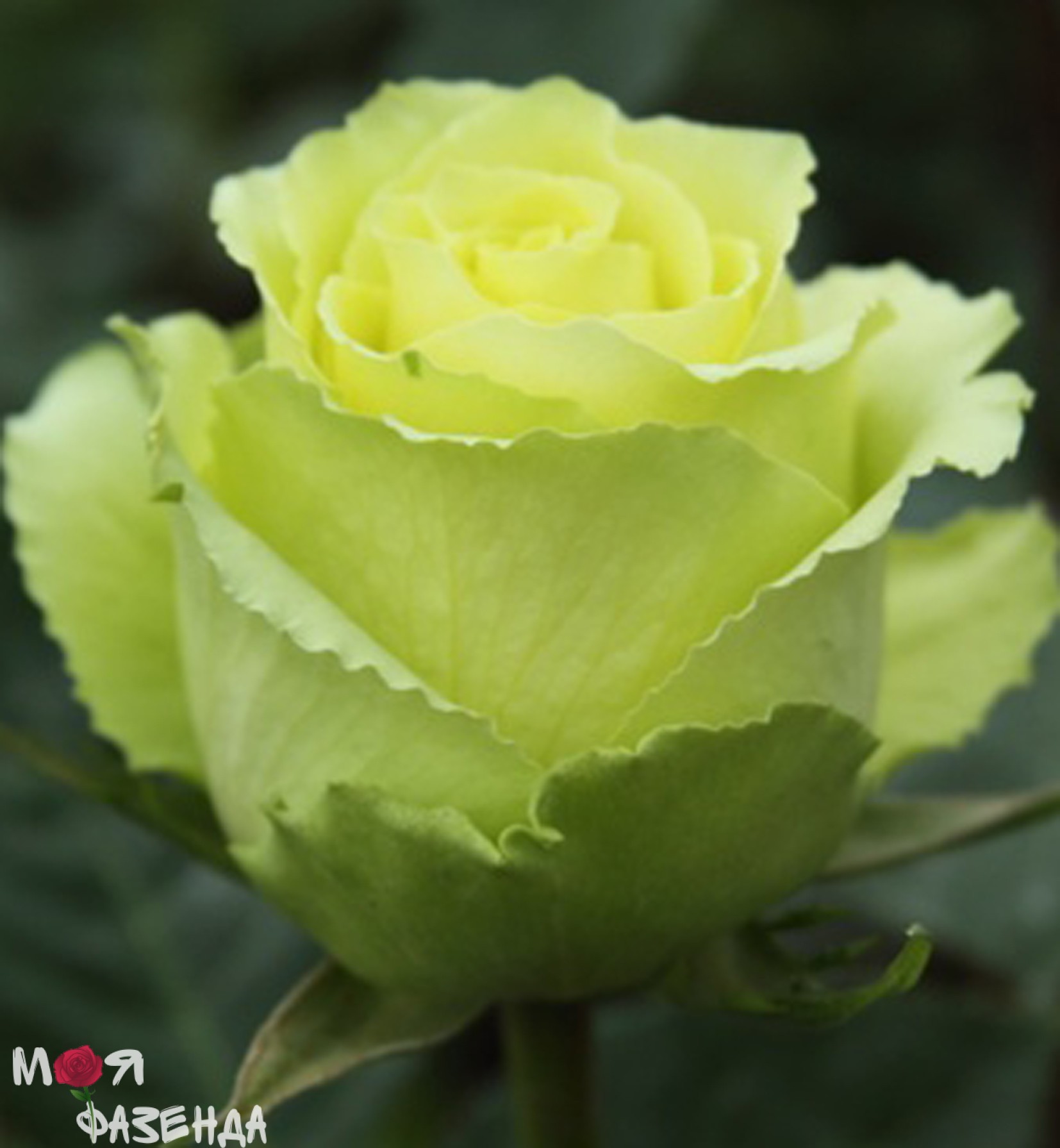 желто зеленые розы фото