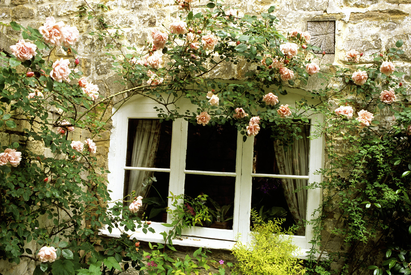 Окно в сад с розами