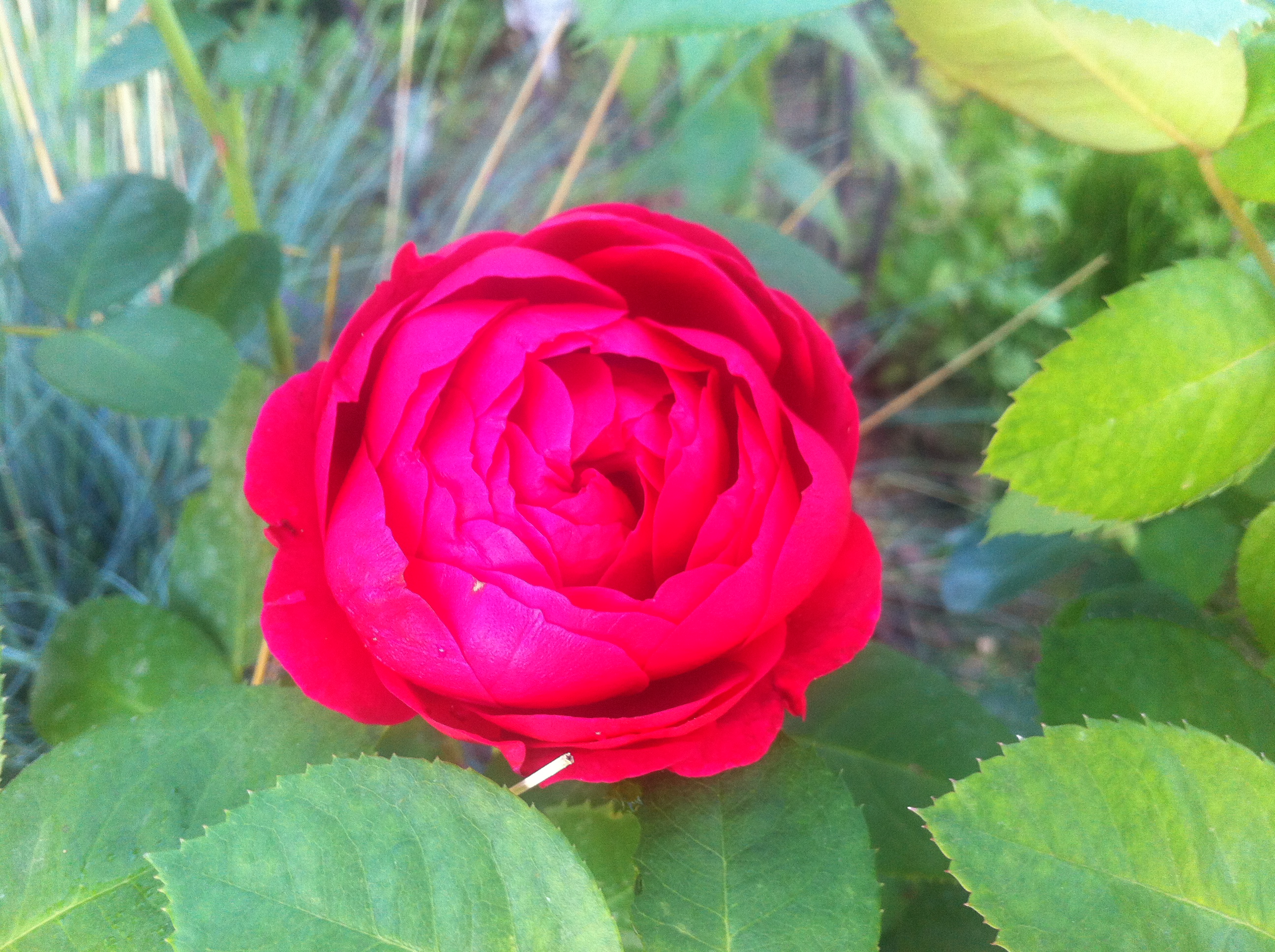 Роза Centro-Rose Тантау