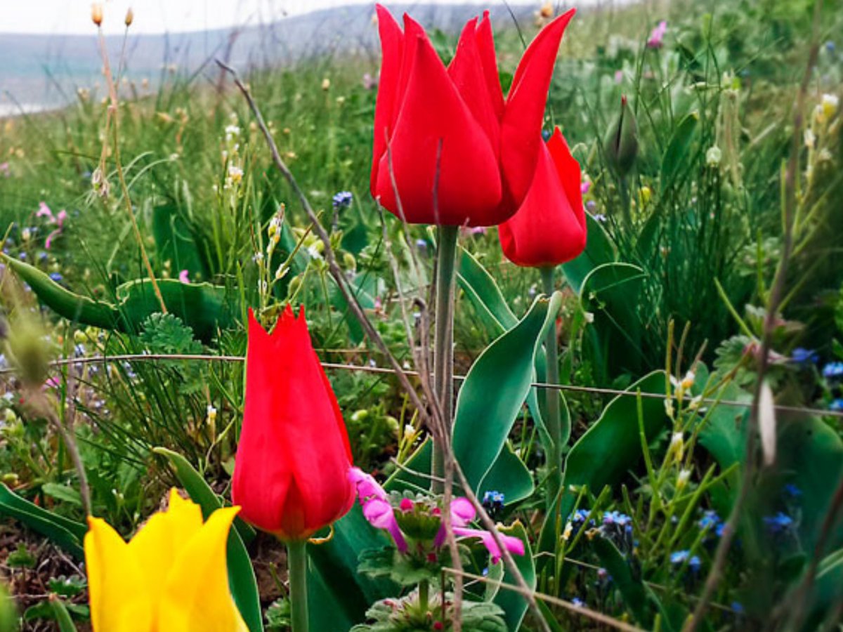 Крымский тюльпан фото