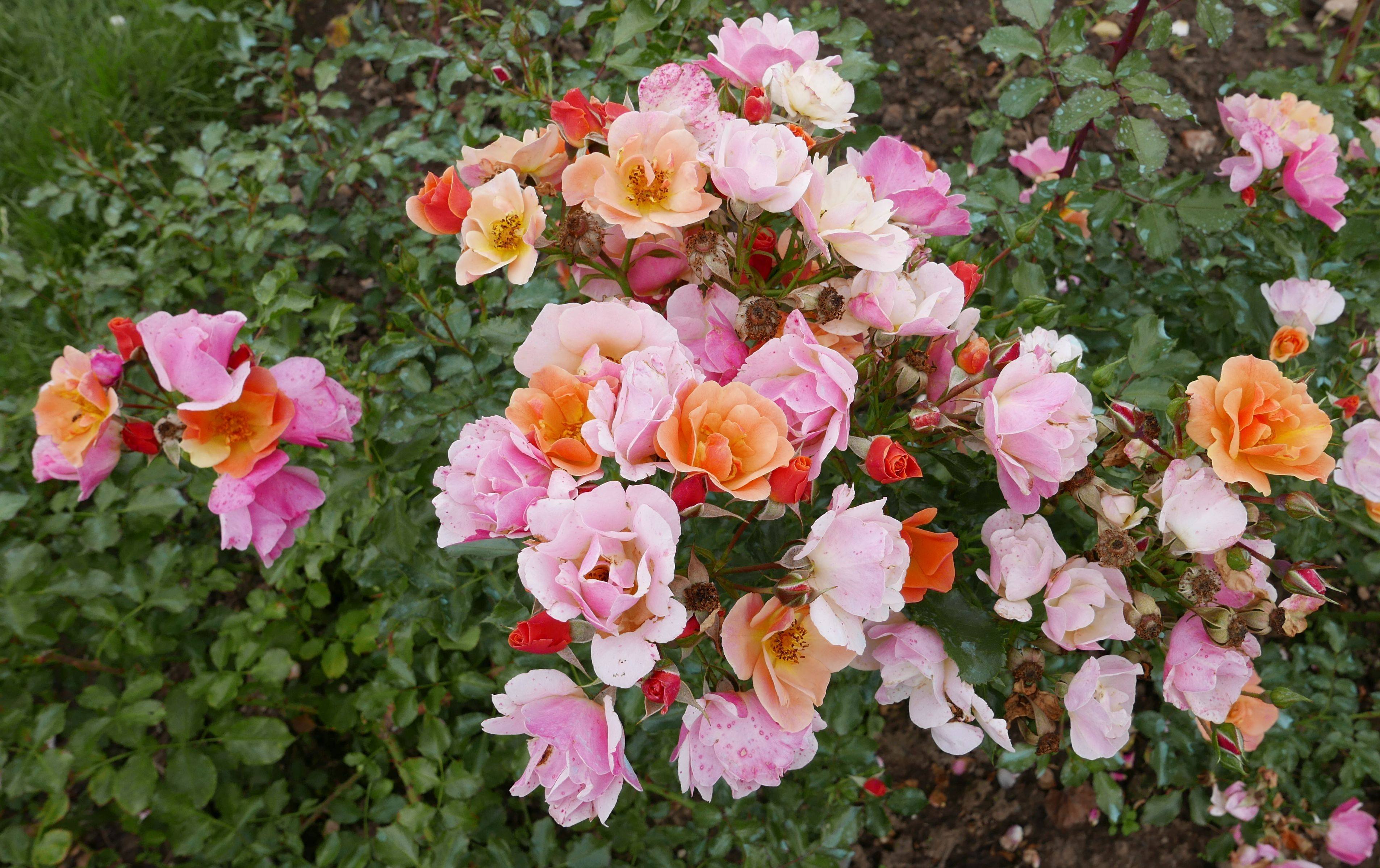 Почвопокровные Розы Тантау