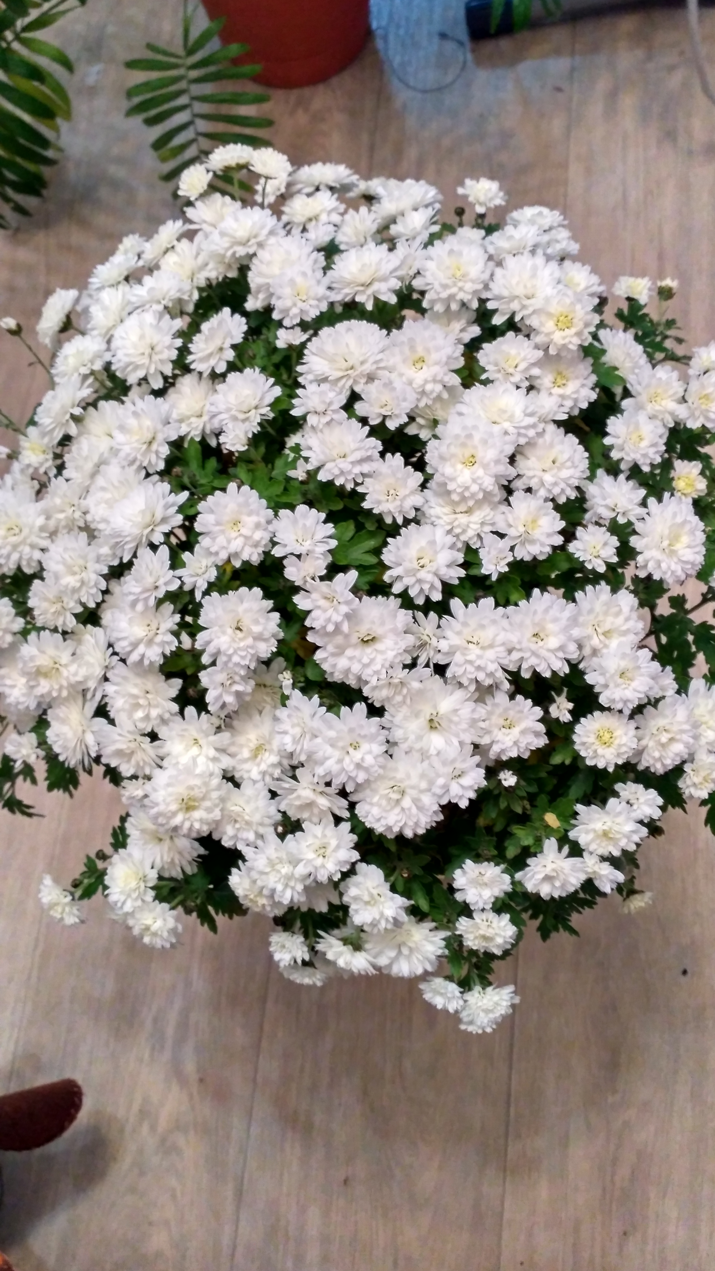 Хризантема мультифлора белая