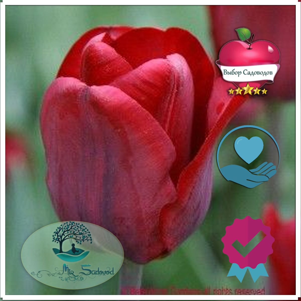 Тюльпан дмитрий донской фото и описание