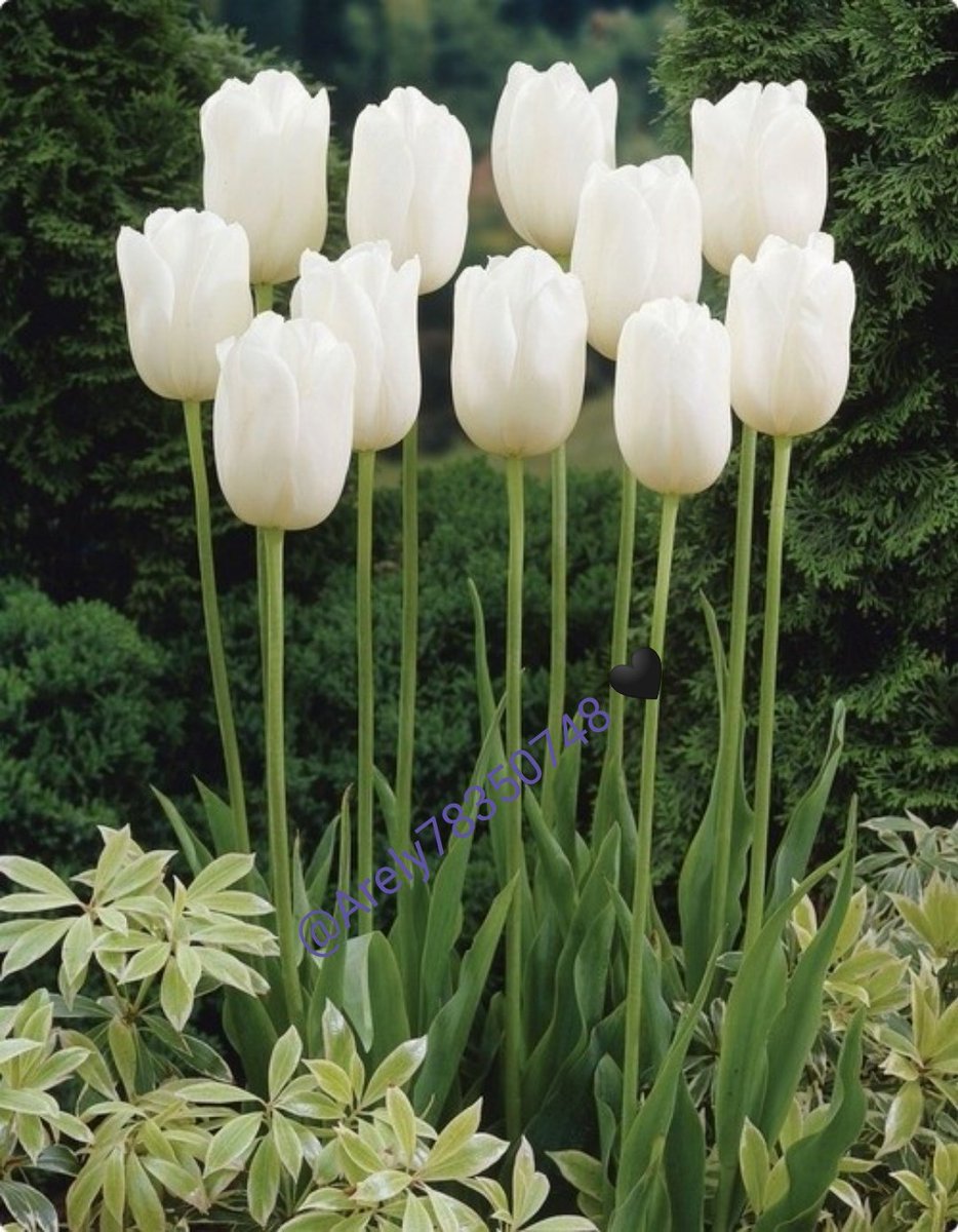 Тюльпаны белые луковичные