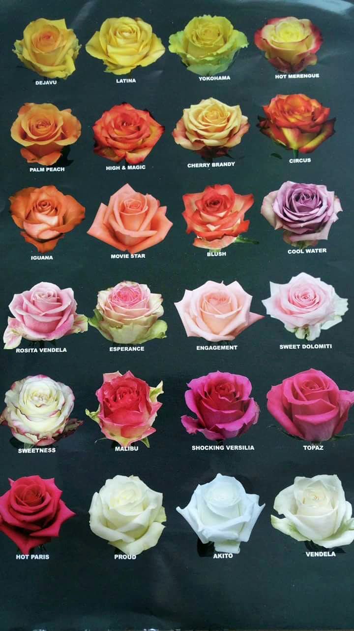 Сорта голландских роз с фото и названиями
