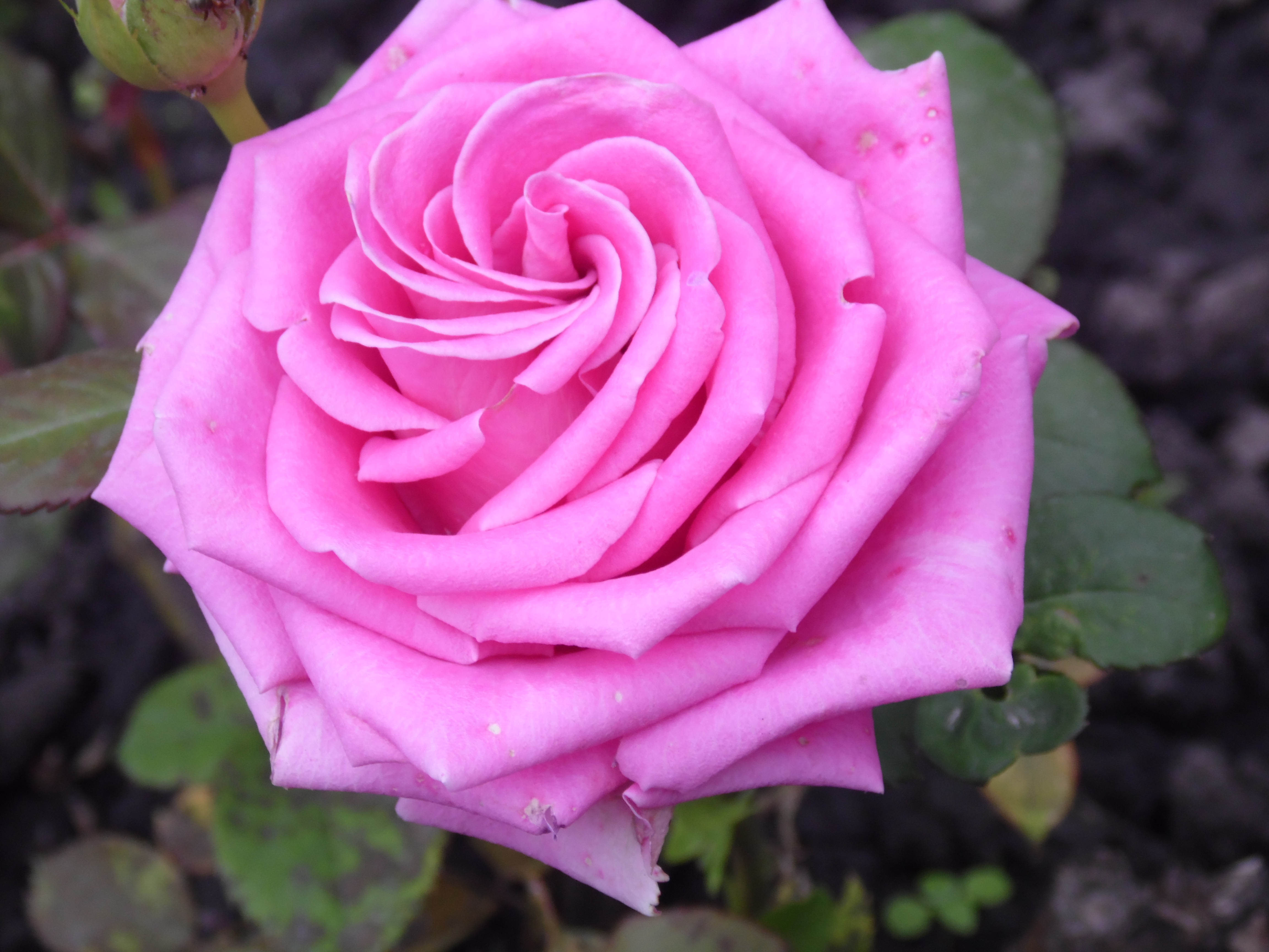 Розовая роза Голландия сорт