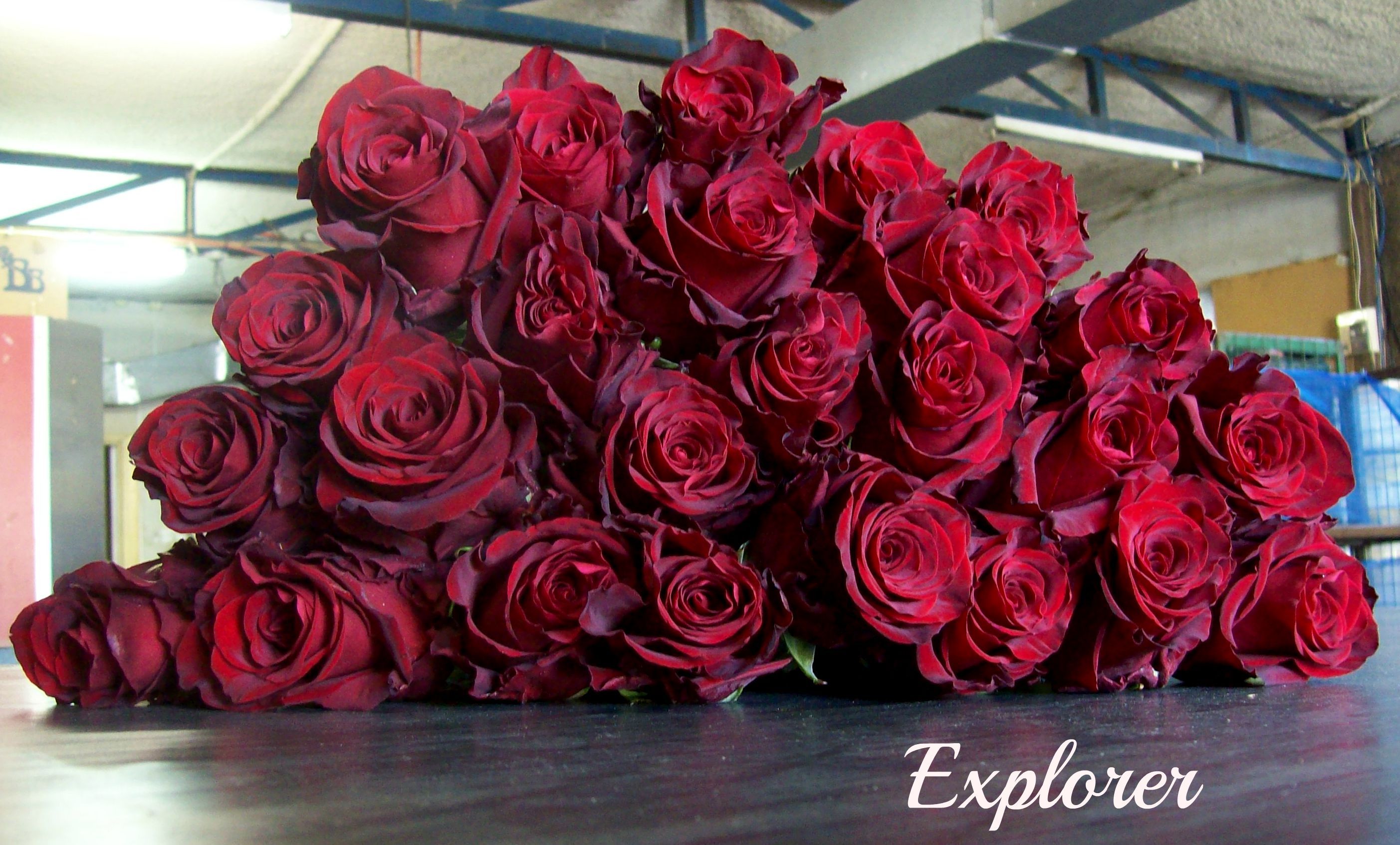 Эксплорер. Explorer interplant Roses Нидерланды, 2015 роза