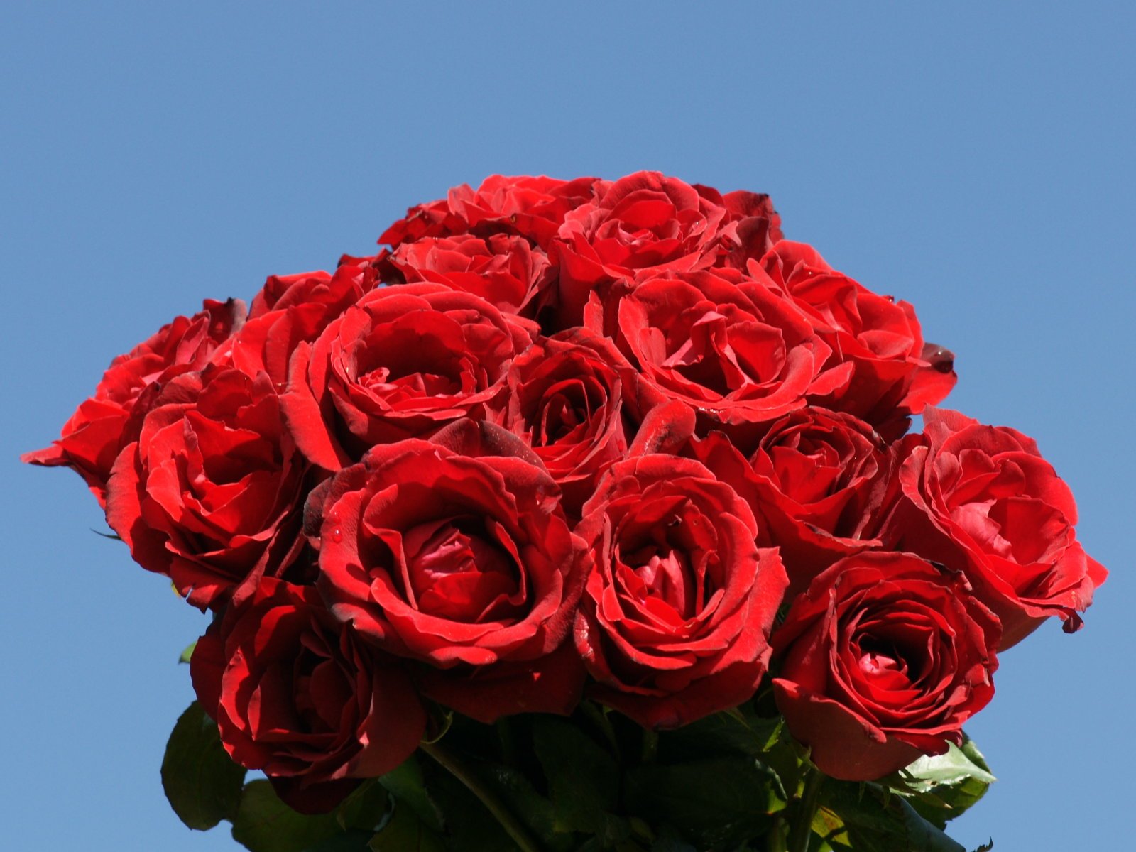 Букеты красных роз фото бесплатно