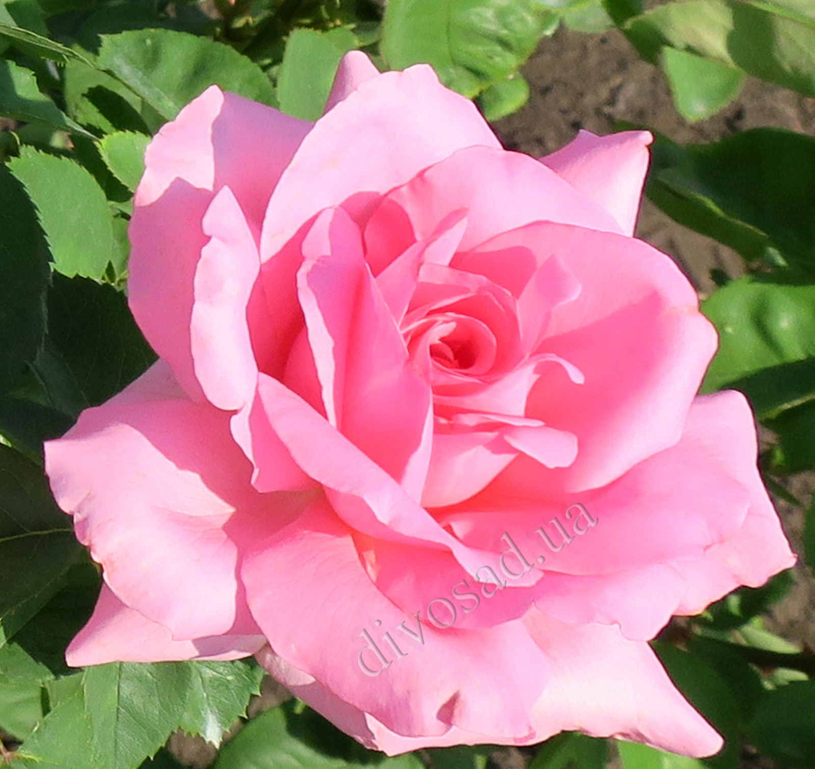 Жардин де Виларди роза