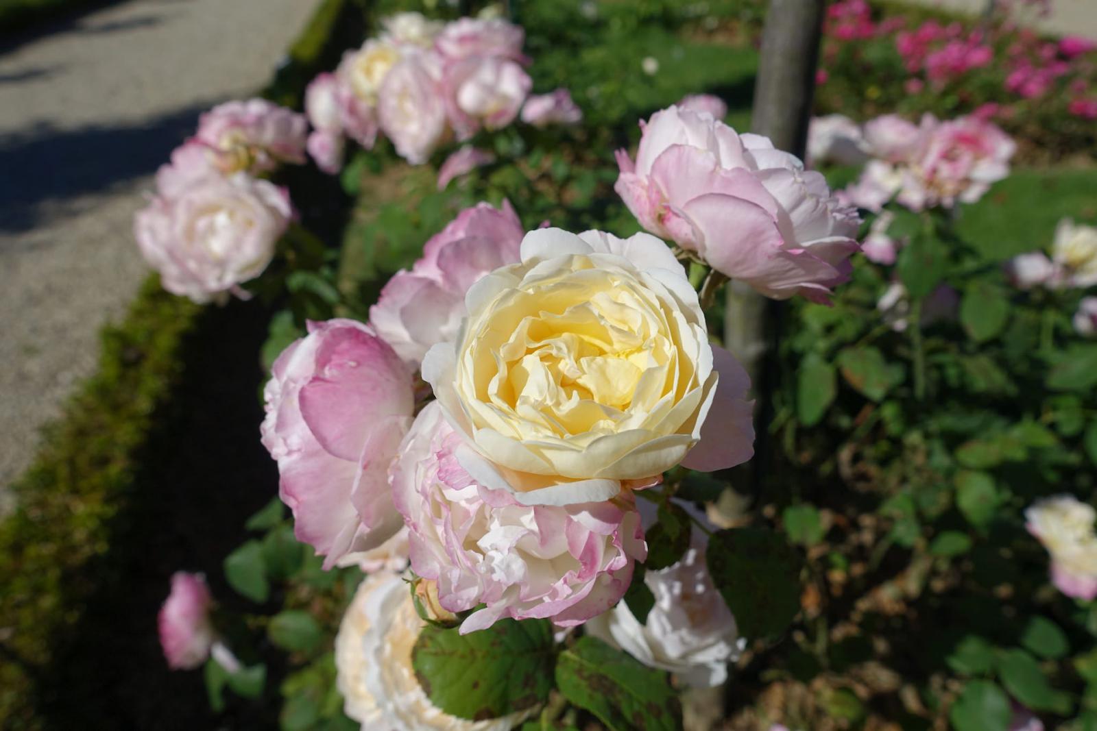 Роза сады Багатель