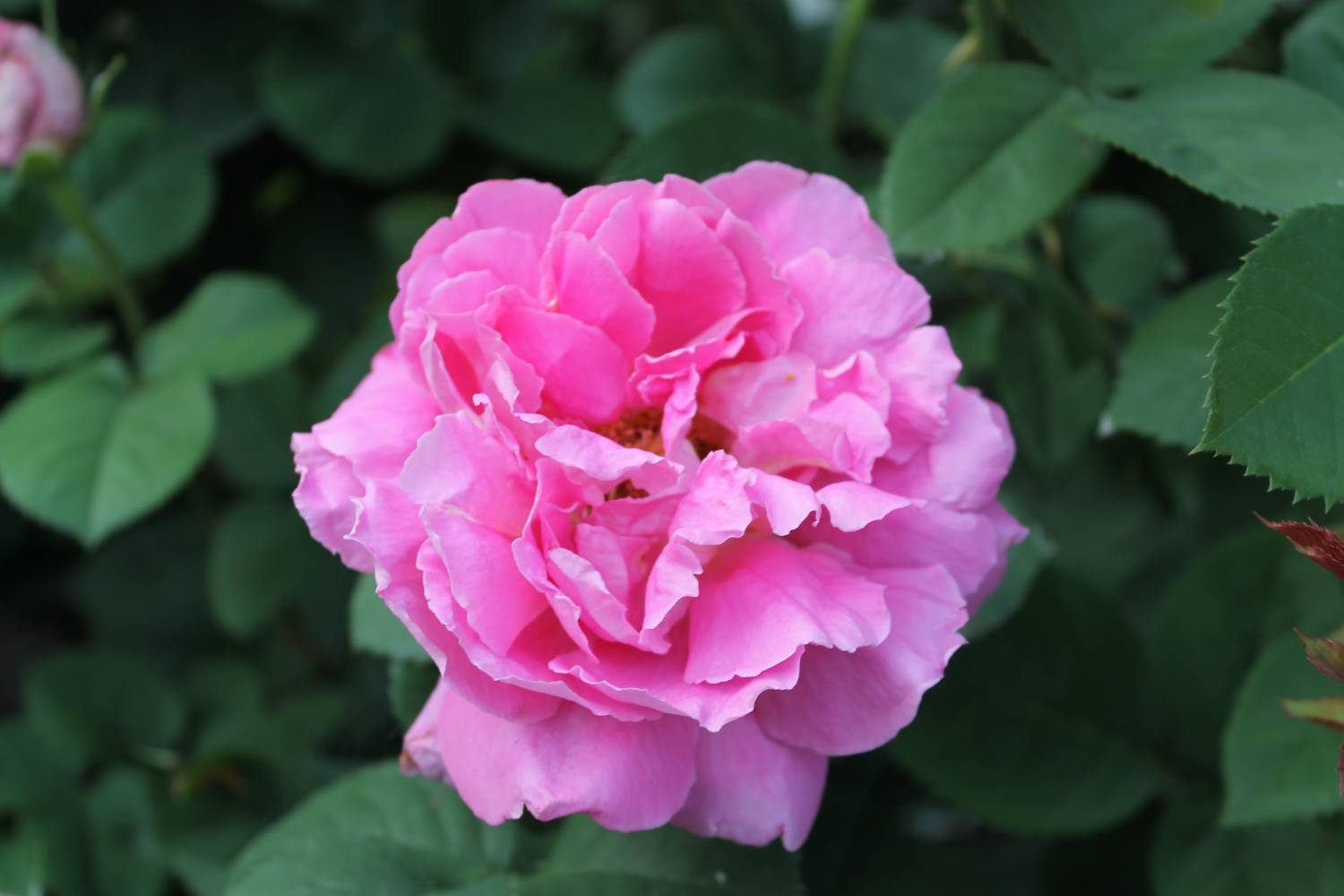 Роза Madame Bovary