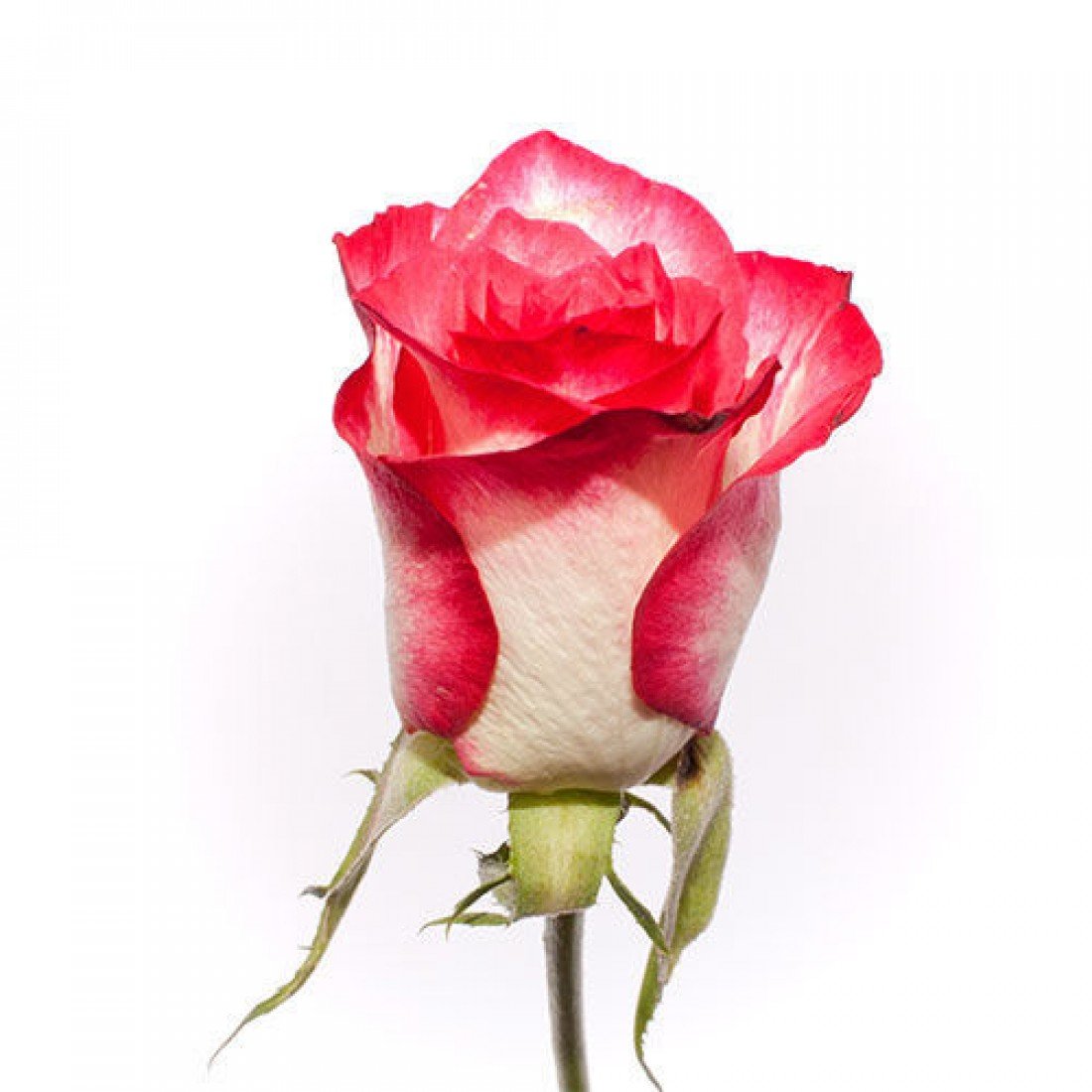 Розы кения сорта фото