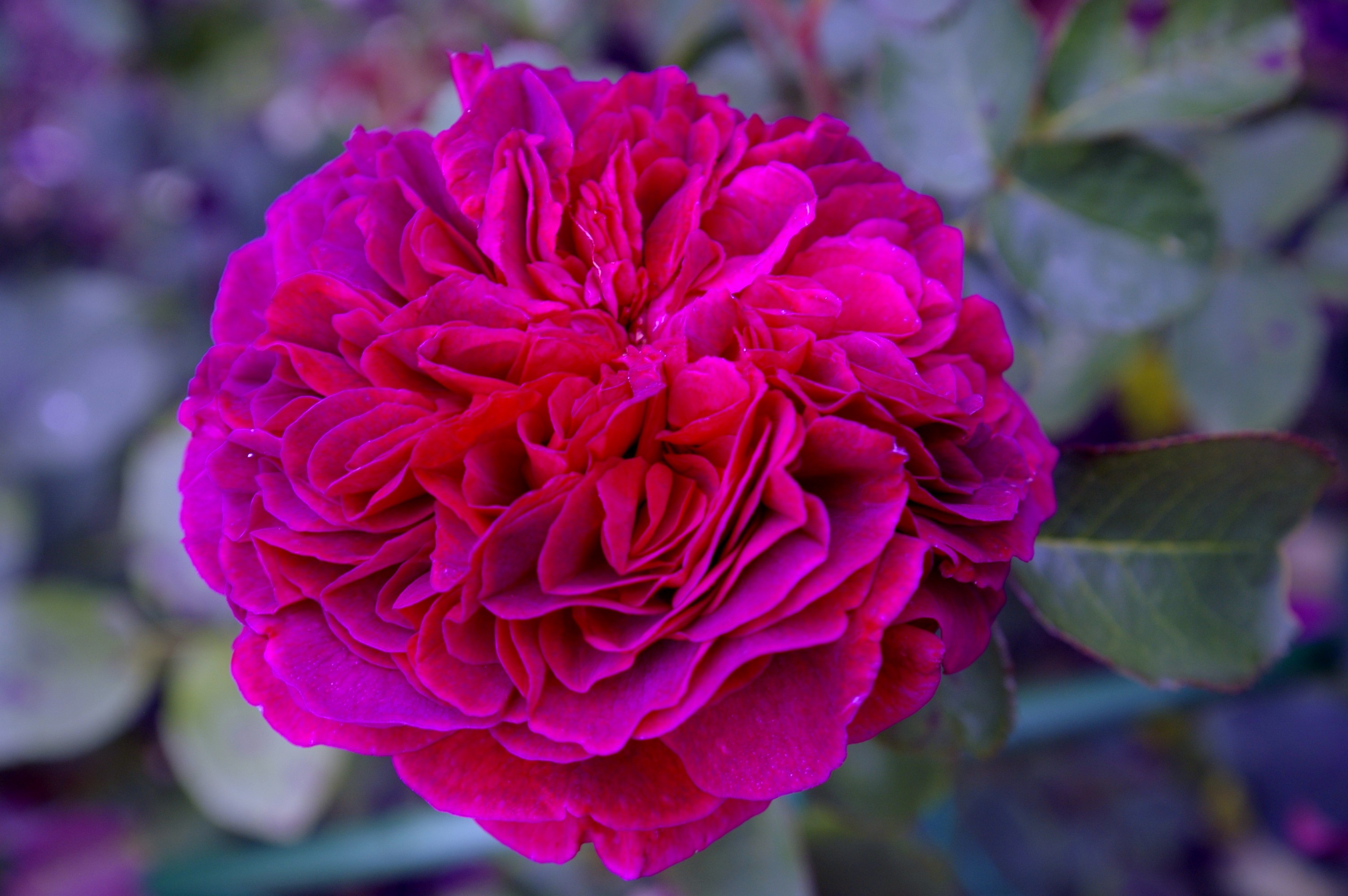 Роза английская вильям шекспир фото и описание сорта