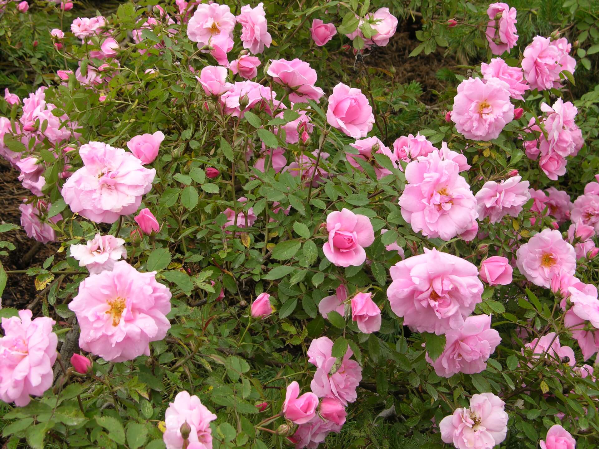Канадские розы мартин фробишер фото описание