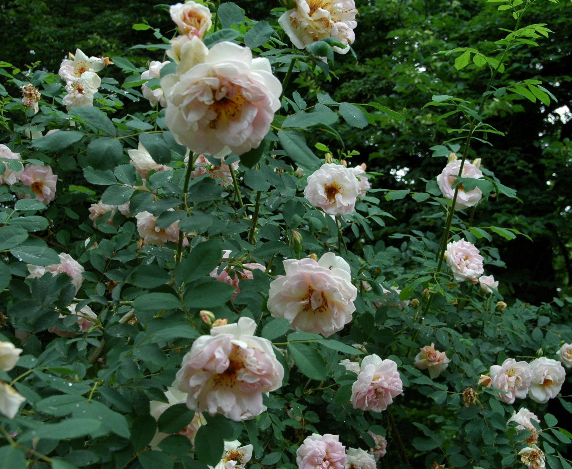 Роза гибрид spinosissima Фрюлингсдуфт
